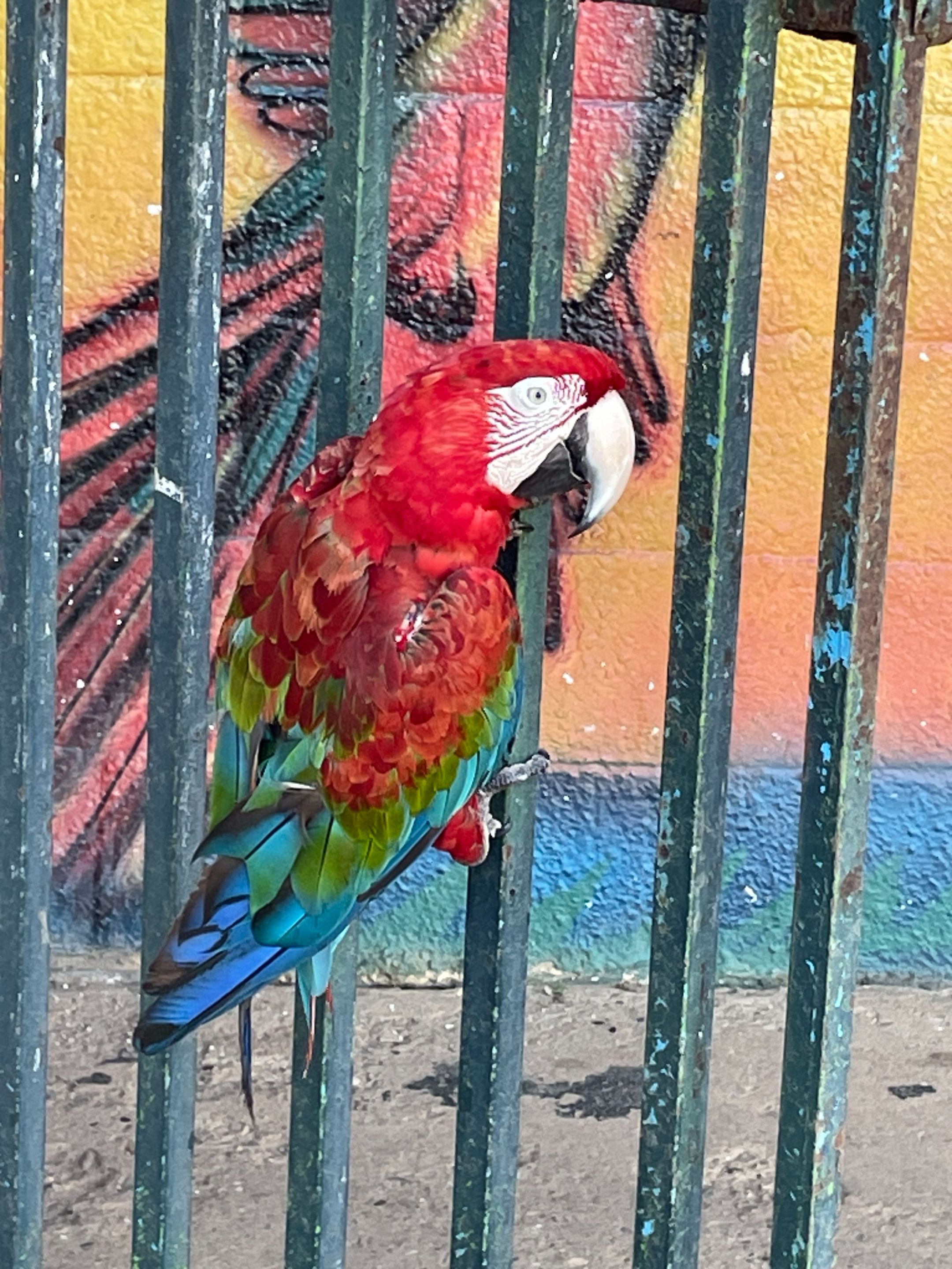 guacamaya.jpg