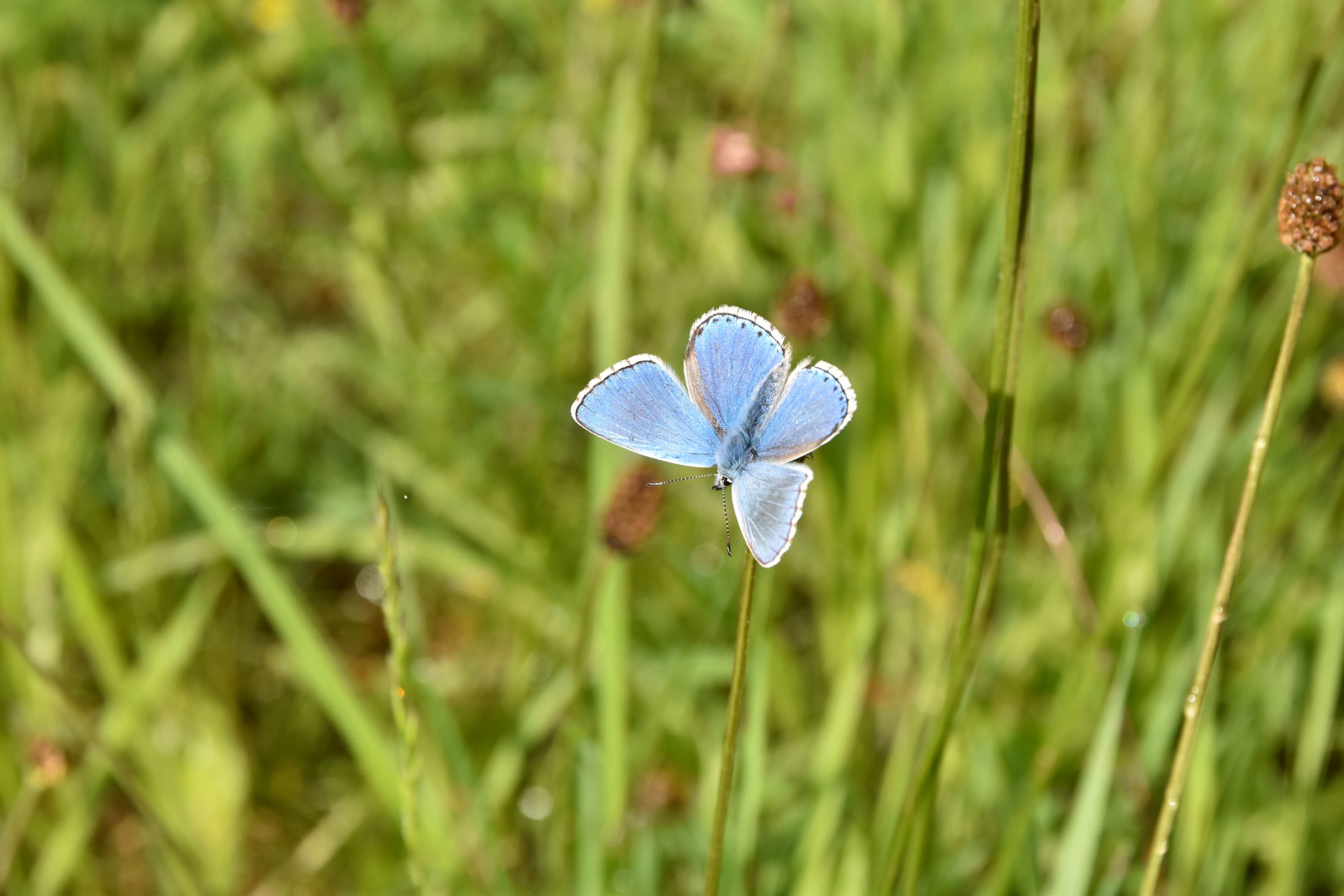 DSC_2396.JPG