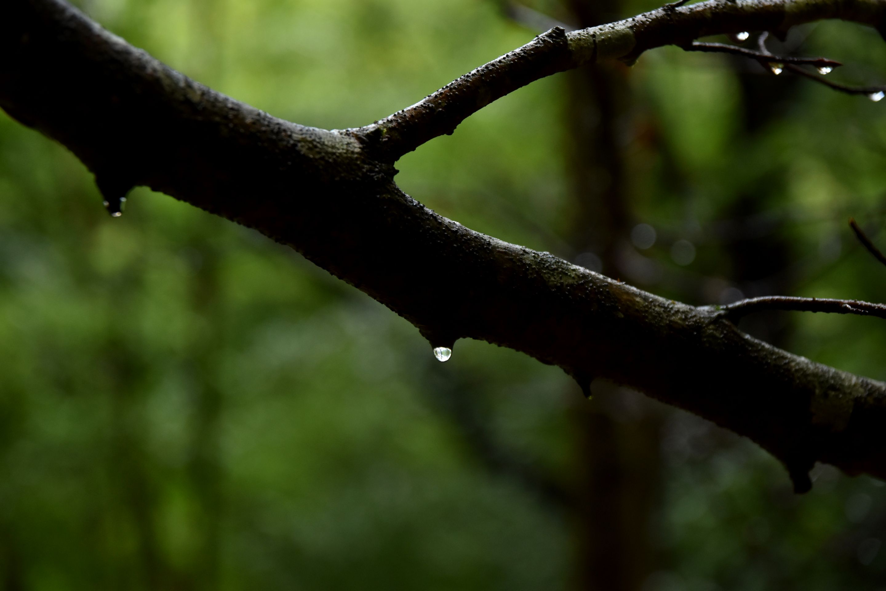 DSC_2172.JPG