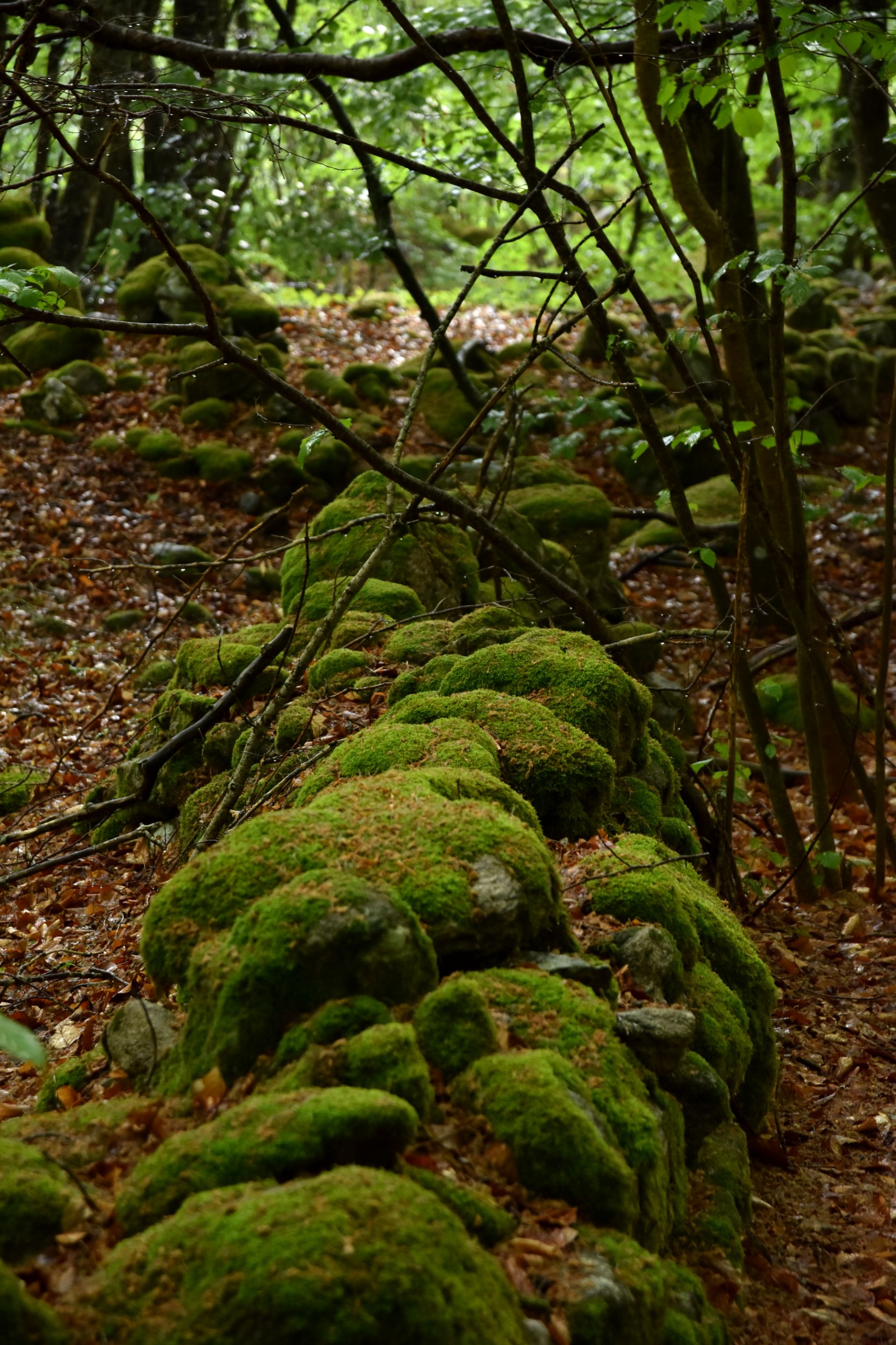 DSC_2122.JPG