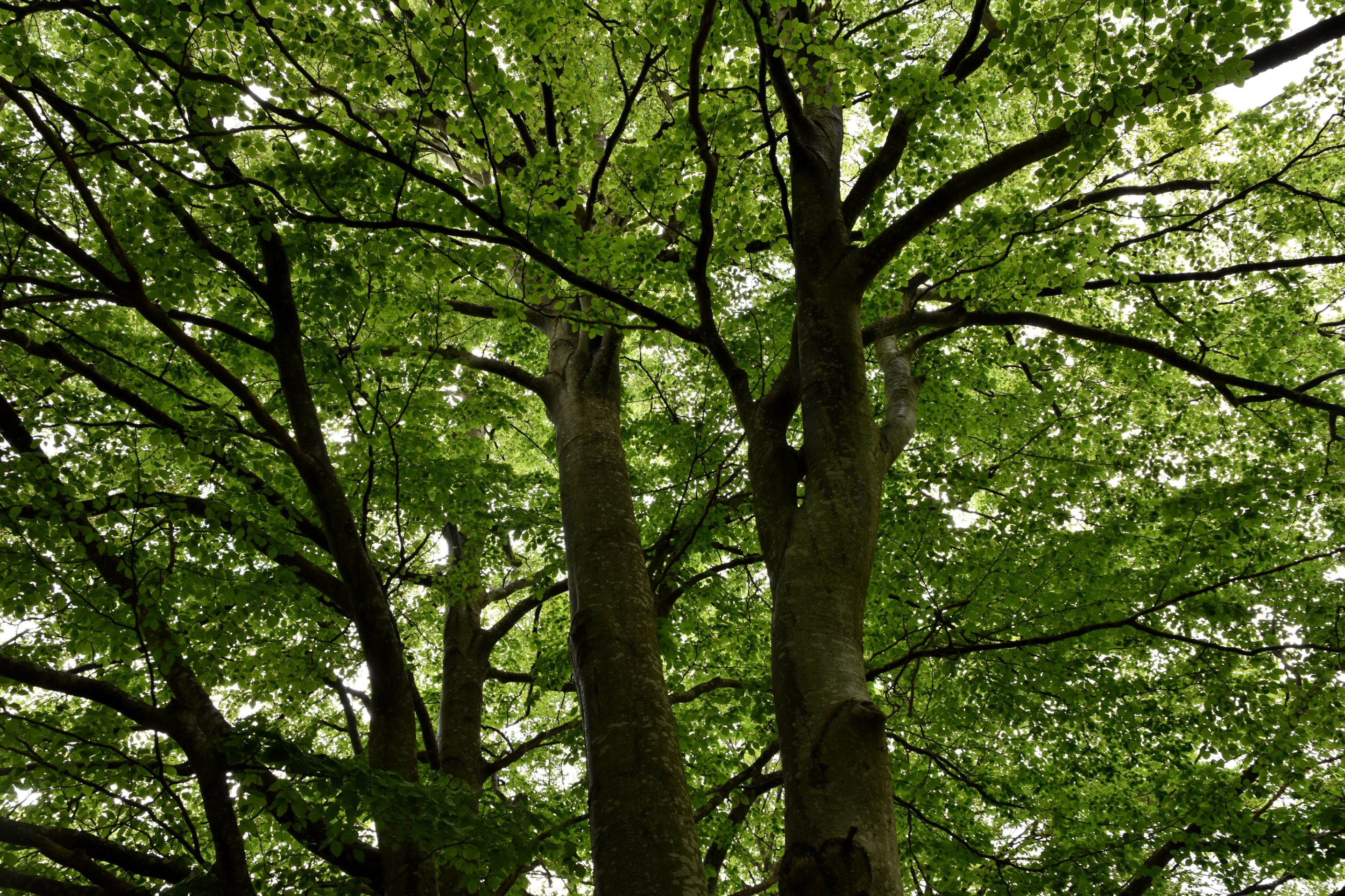 DSC_2048.JPG