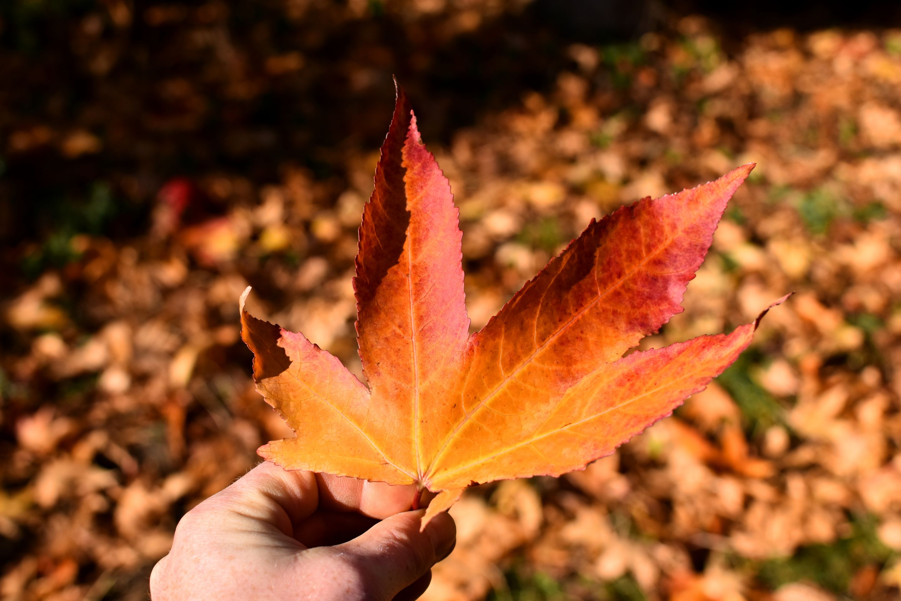 DSC_0895.JPG