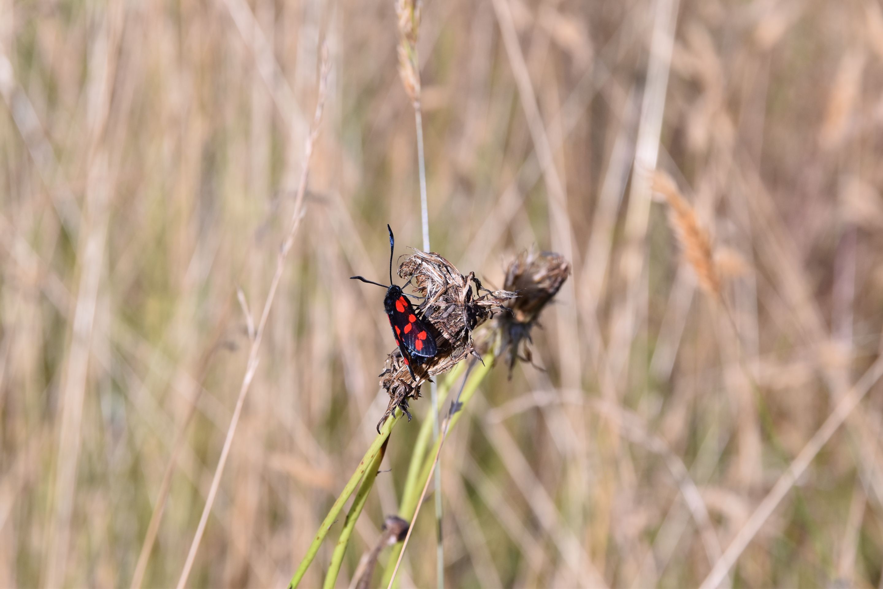 DSC_0413.JPG/