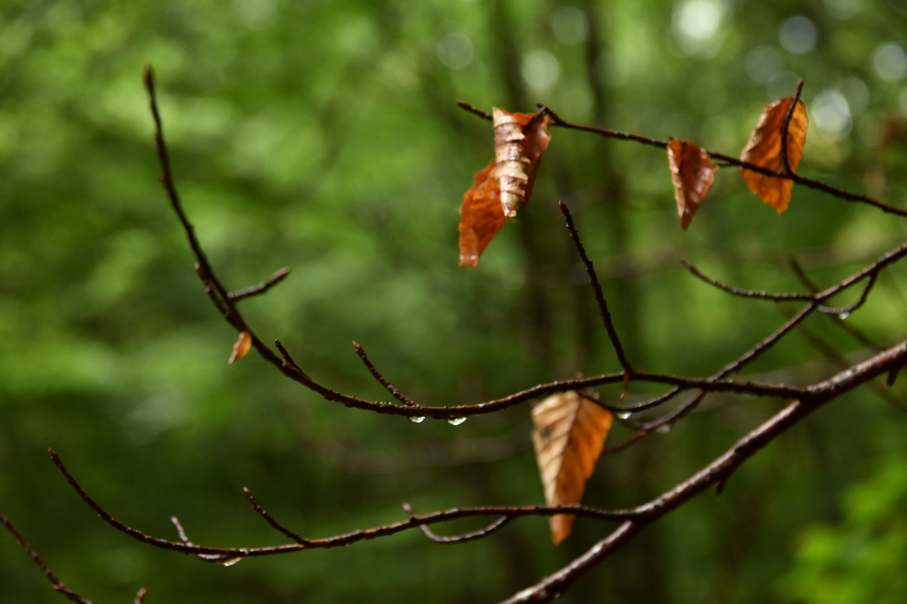 DSC_2212.JPG