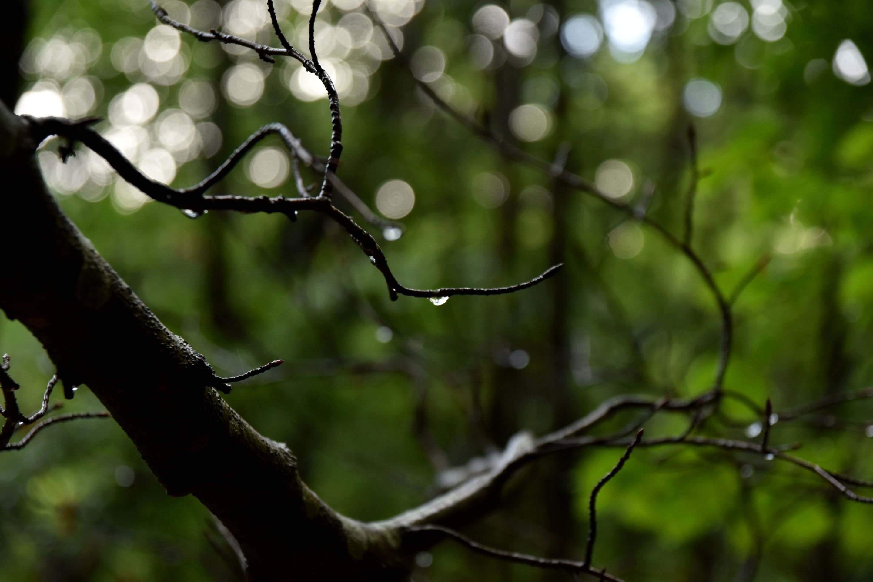 DSC_2165.JPG