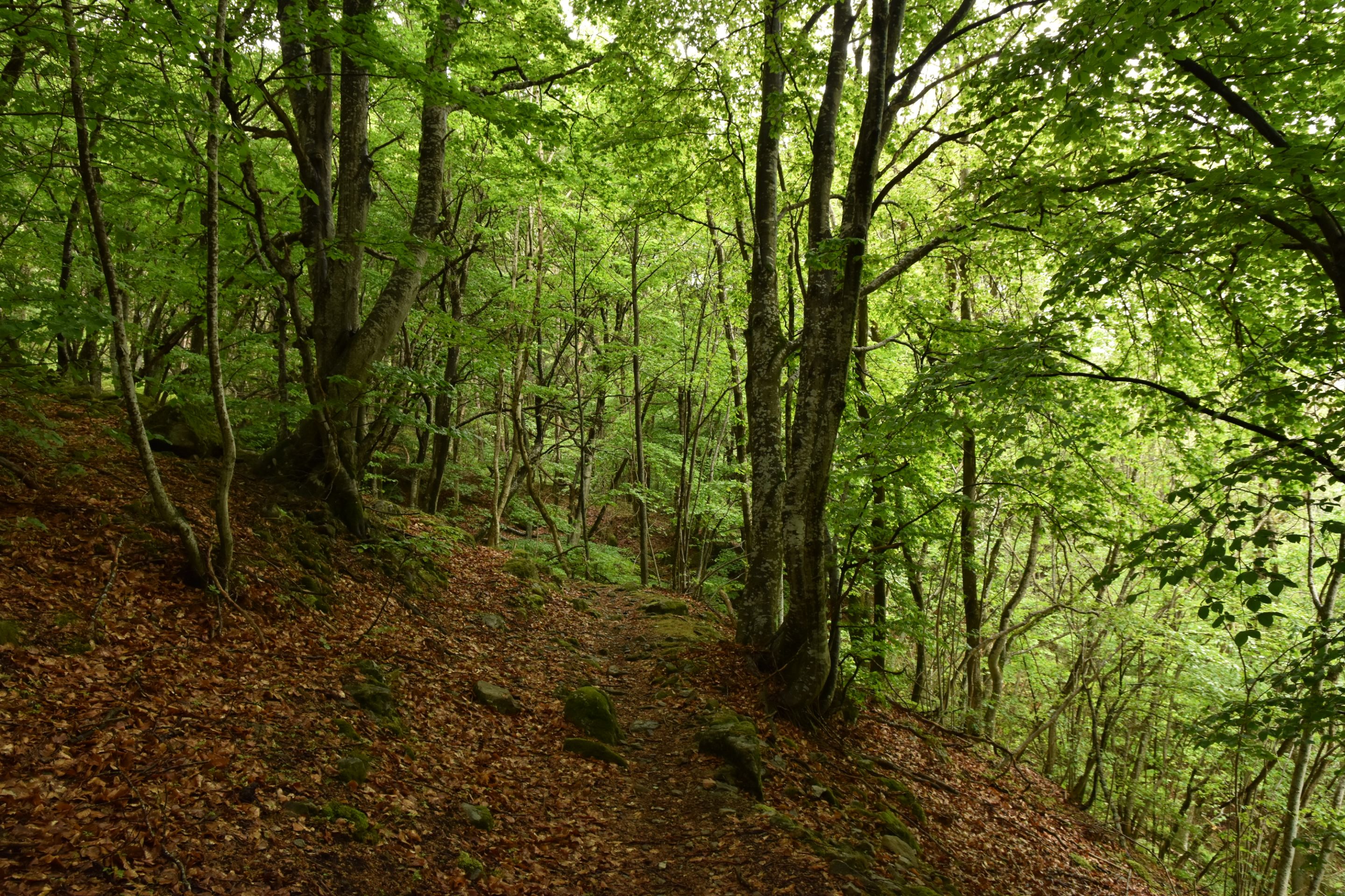 DSC_2055.JPG