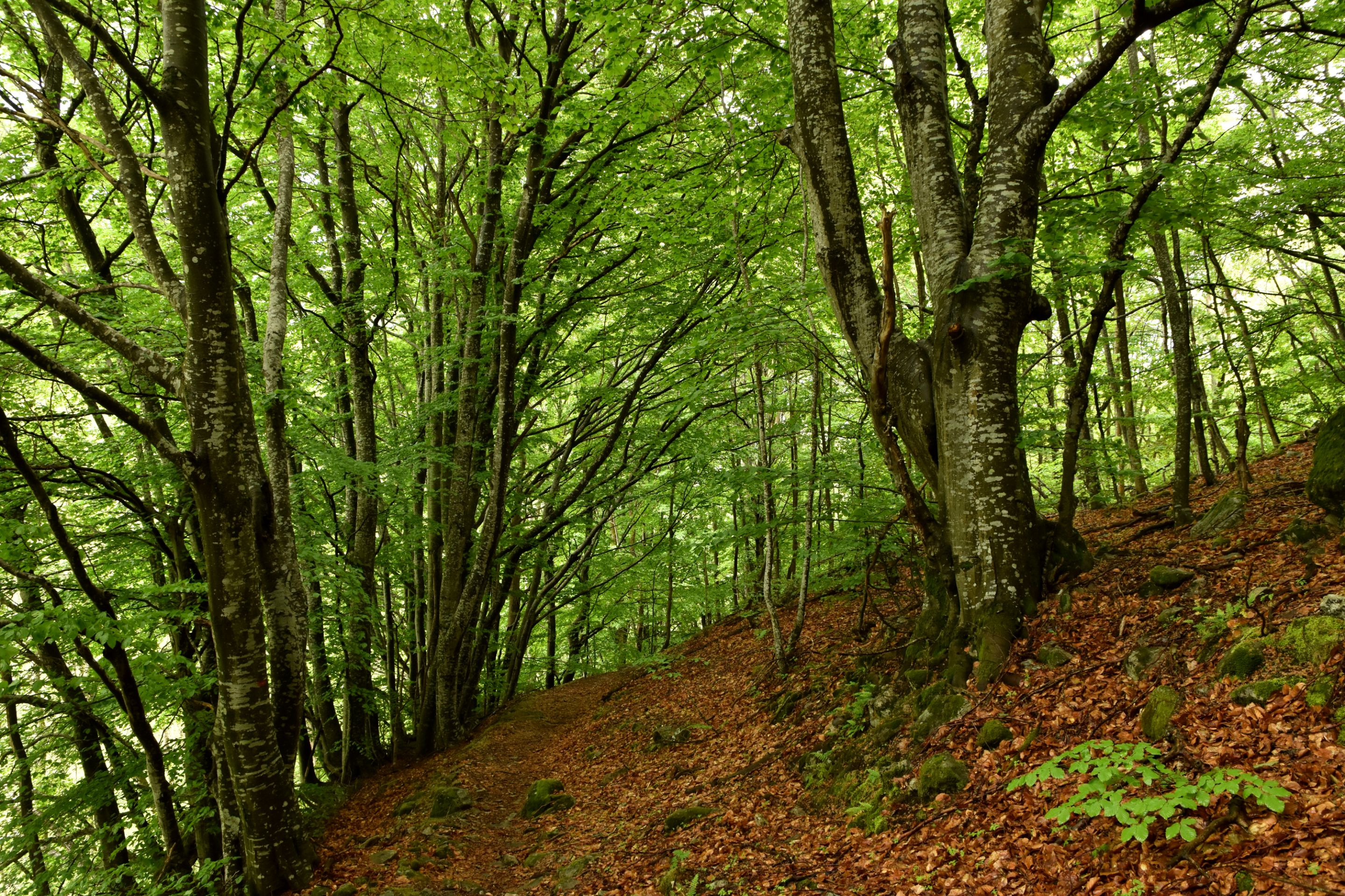 DSC_2056.JPG