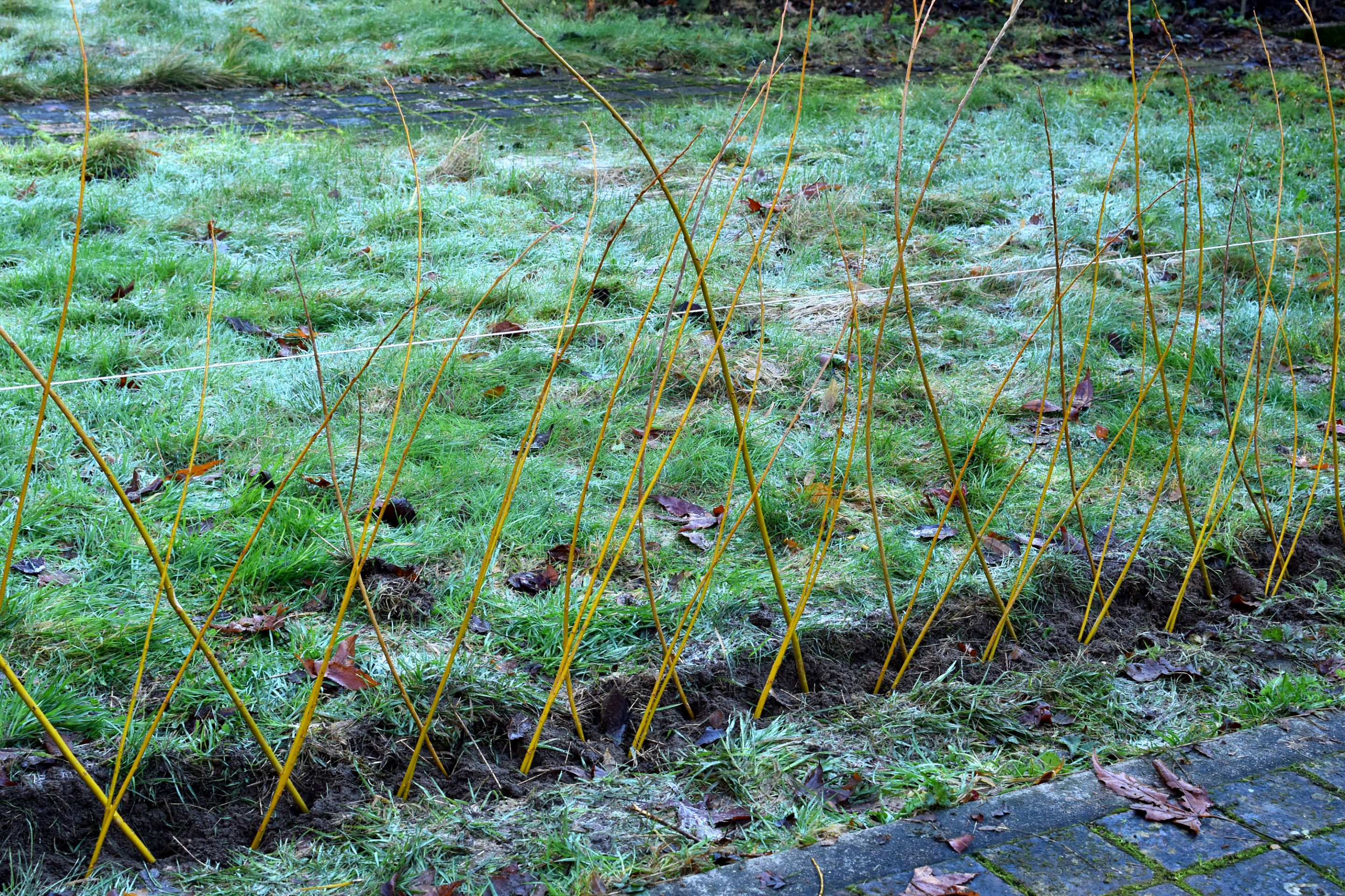 DSC_0253.JPG