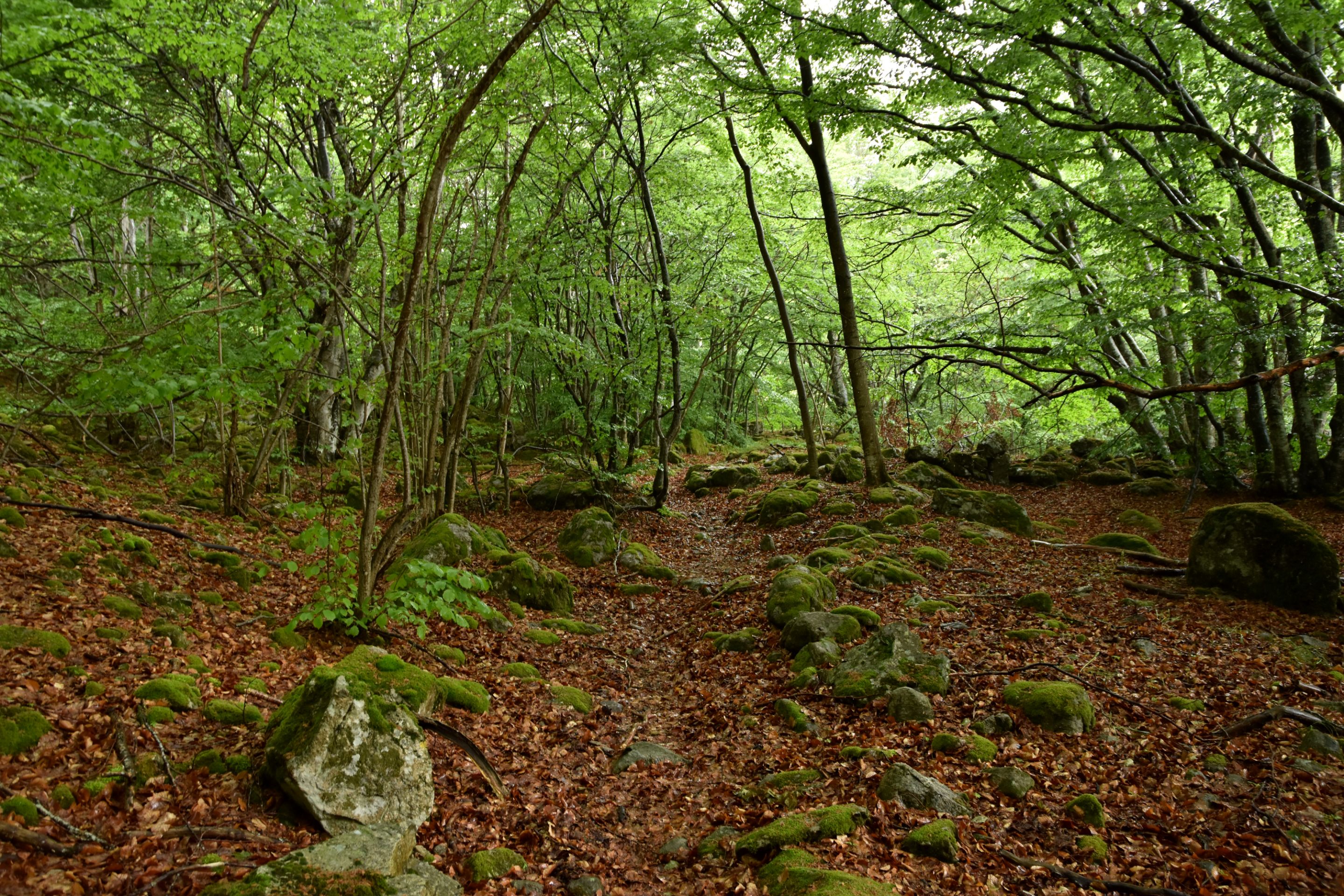 DSC_2103.JPG