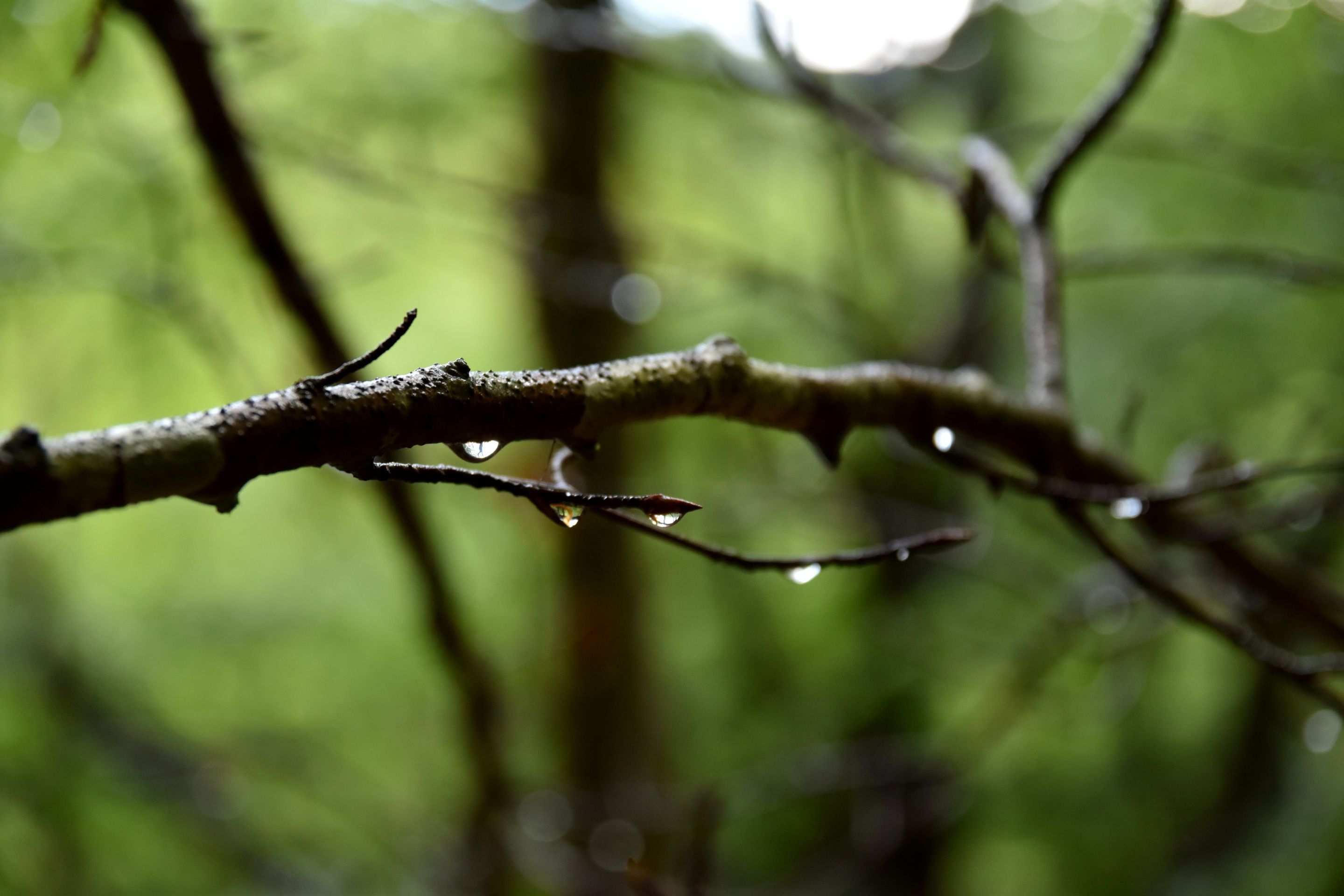 DSC_2188.JPG