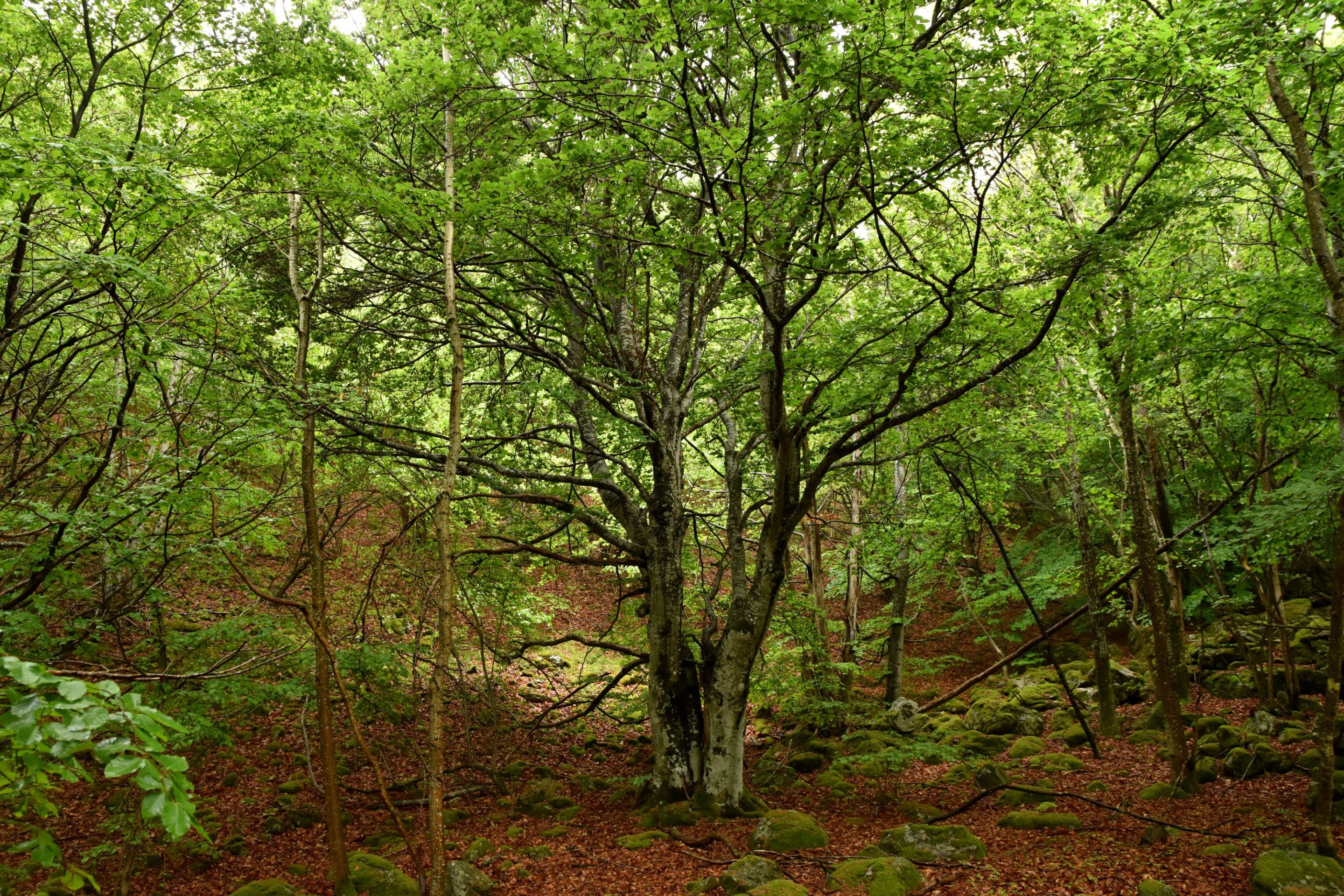 DSC_2333.JPG