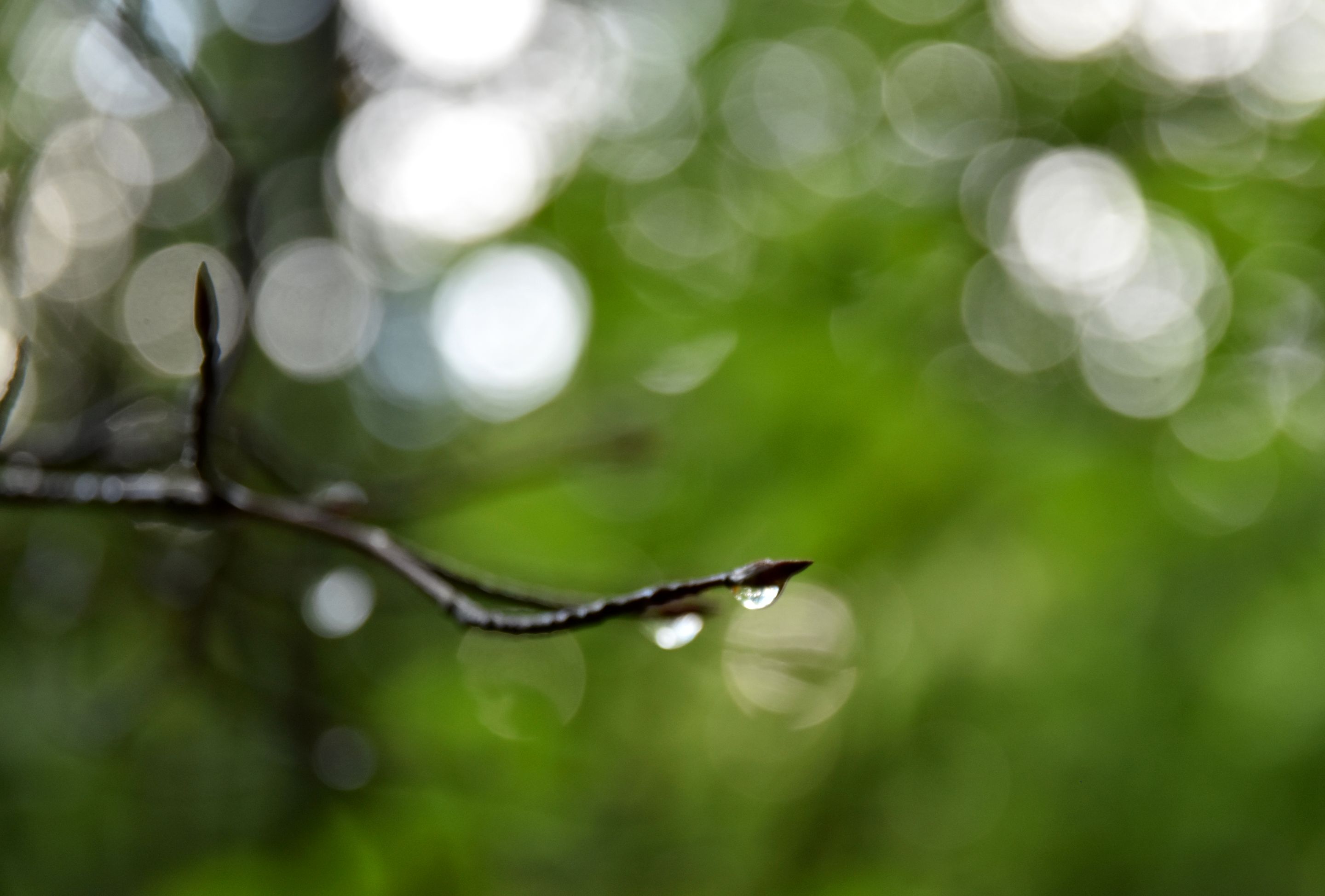 DSC_2178.JPG