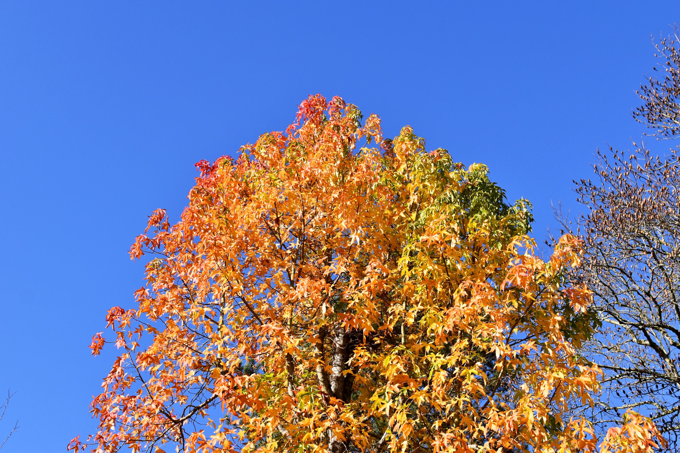 DSC_0874.JPG