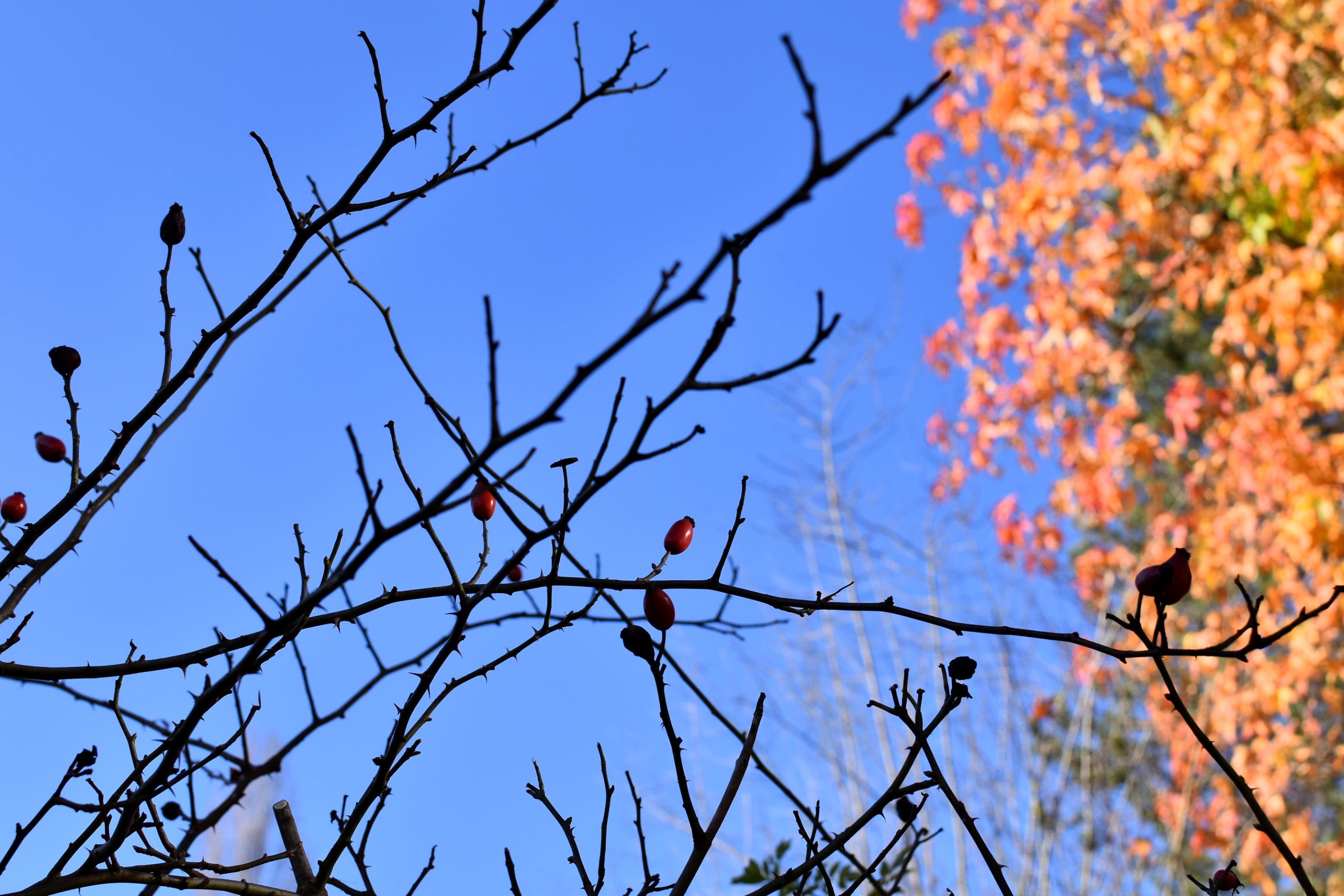 DSC_0879.JPG