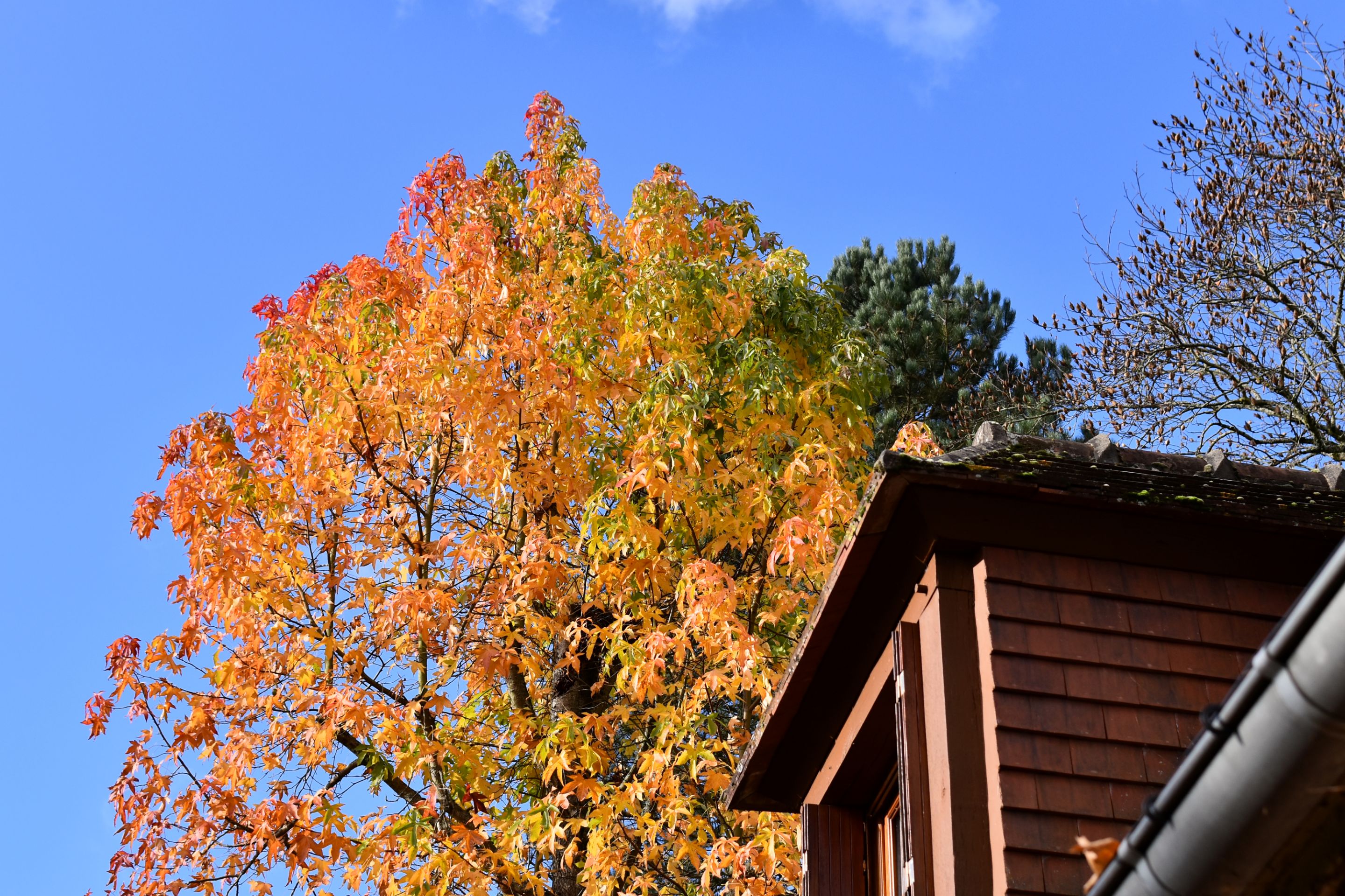 DSC_0915.JPG