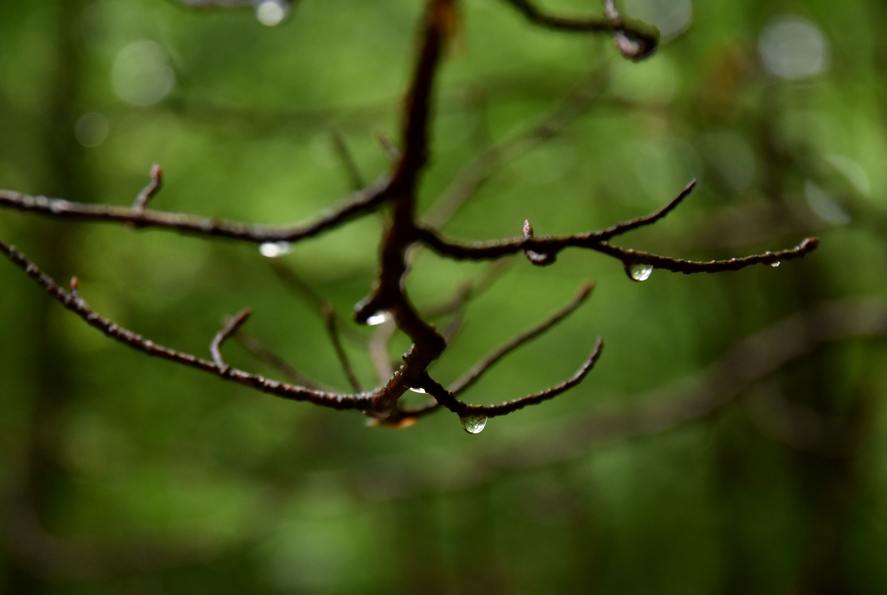 DSC_2196.JPG