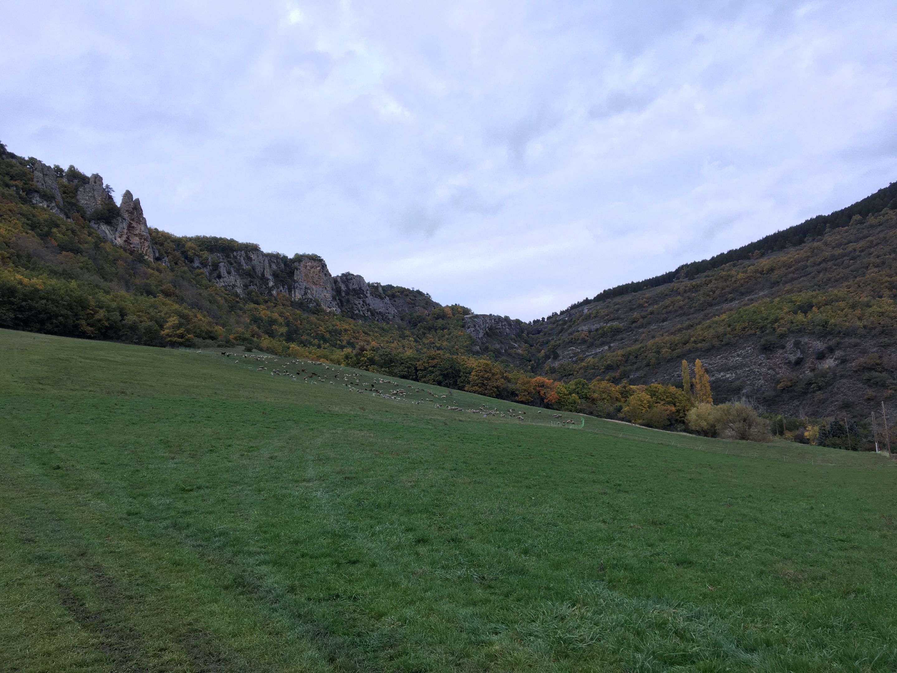 IMG_7919.JPG