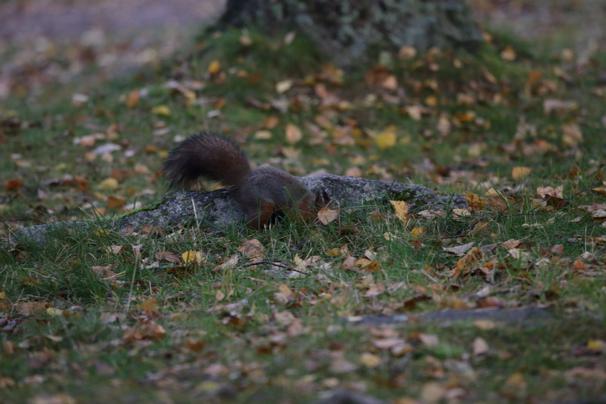 The squirrel hides the pinecone at a small stone