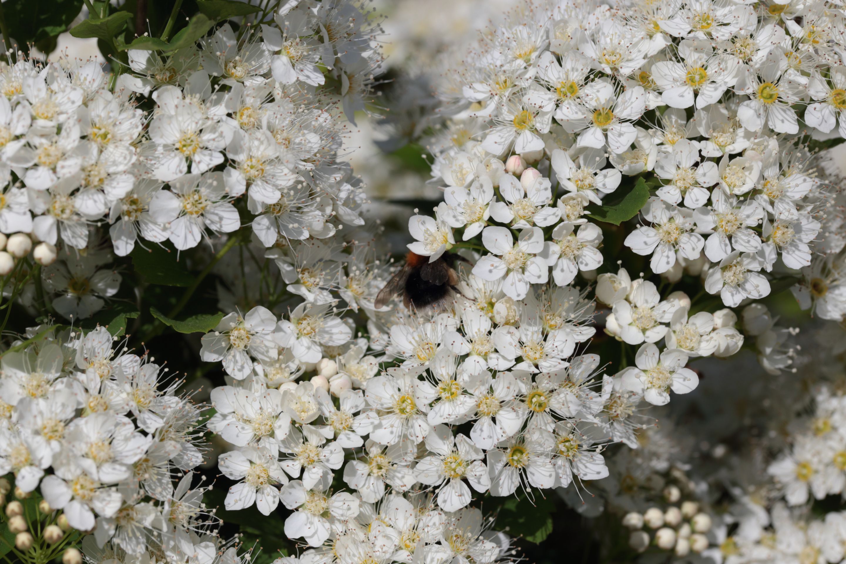 A bumblebee