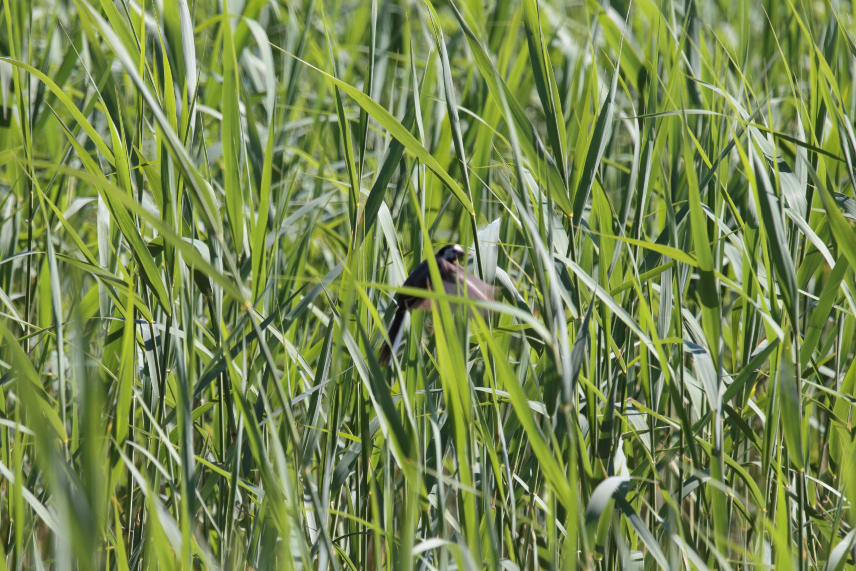 Wagtail in some reeds
