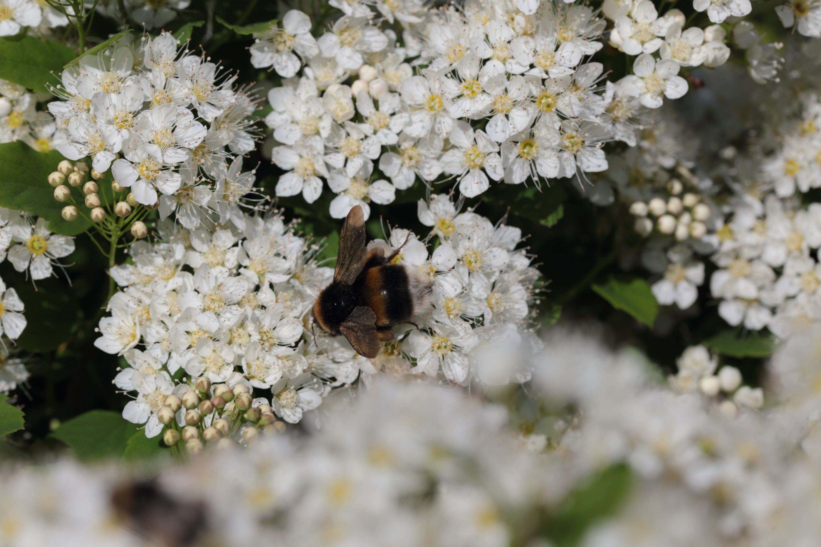 A bumblebee