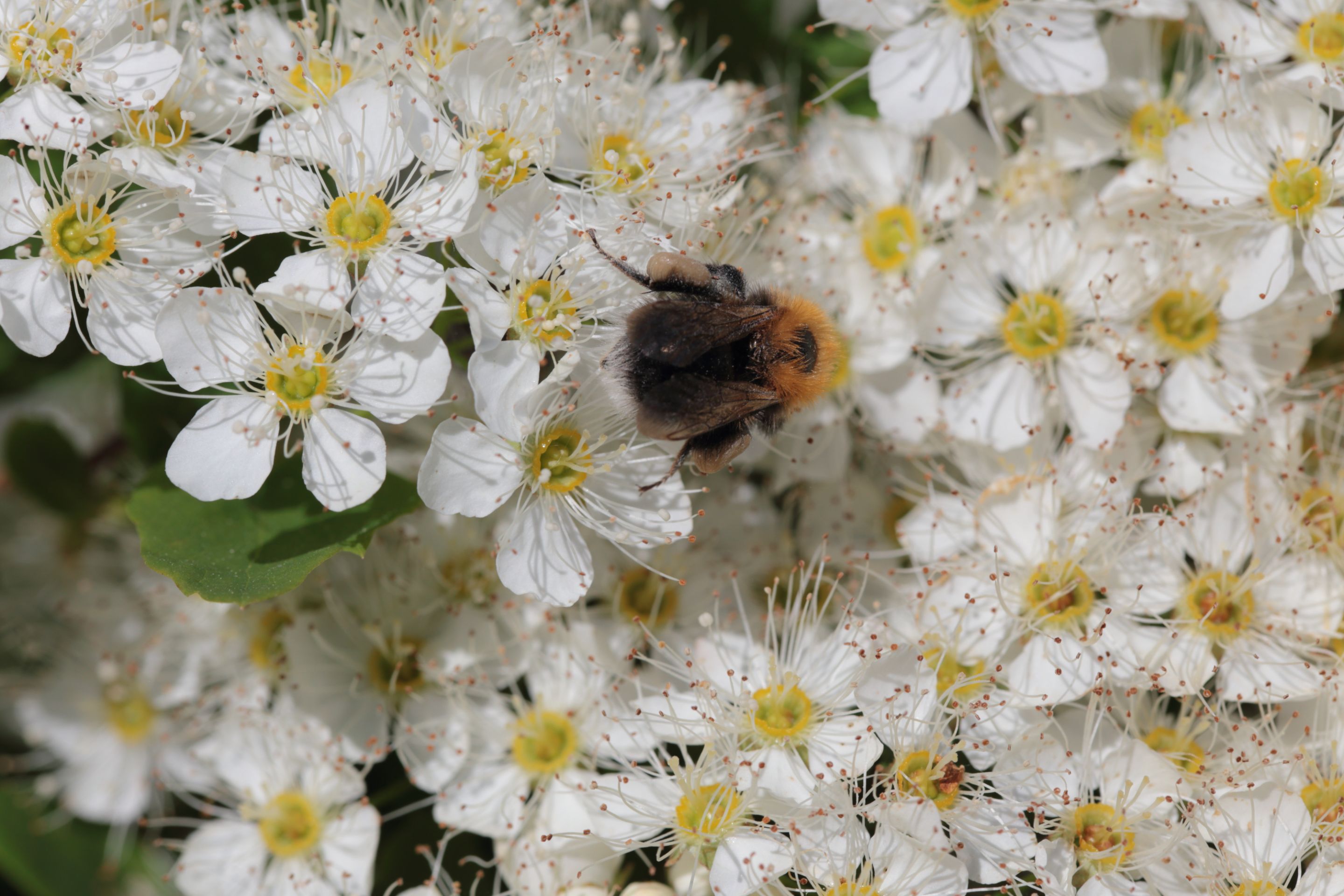 A bumblebee