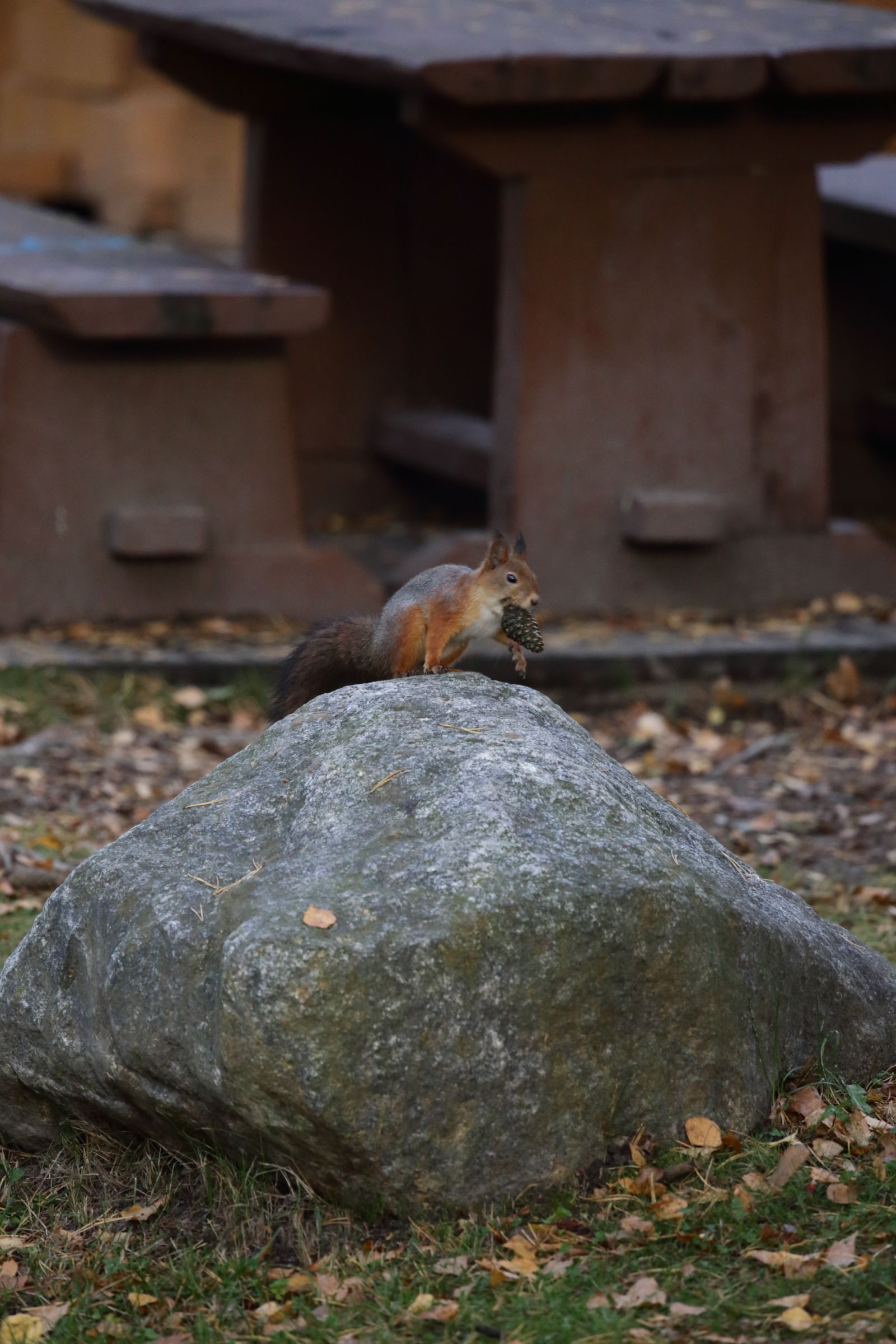 The squirrel is on a stone with the pinecone in it's mouth