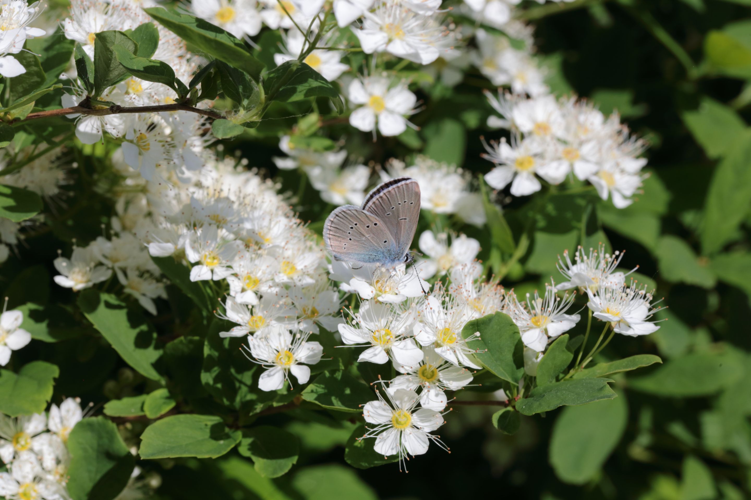 A butterfly