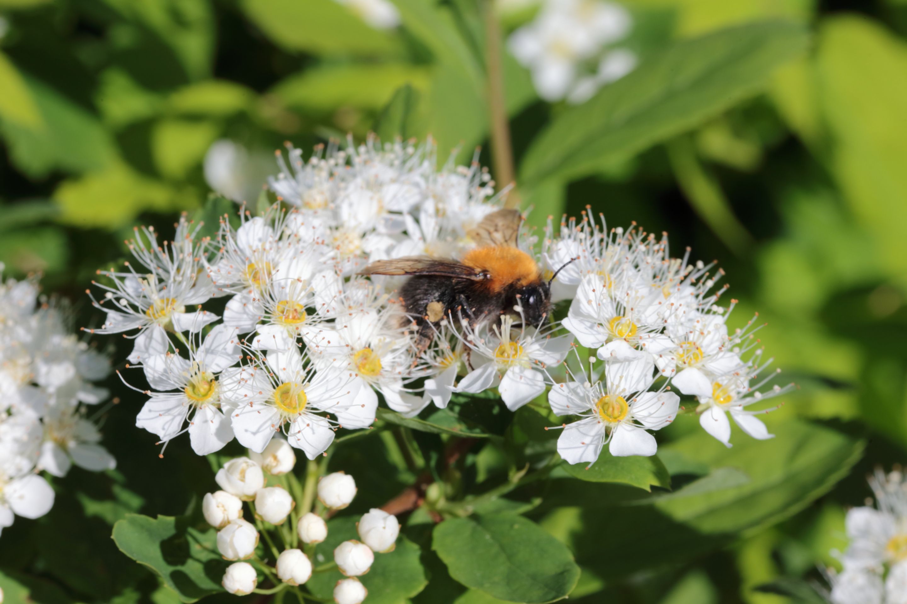 A bumblebee