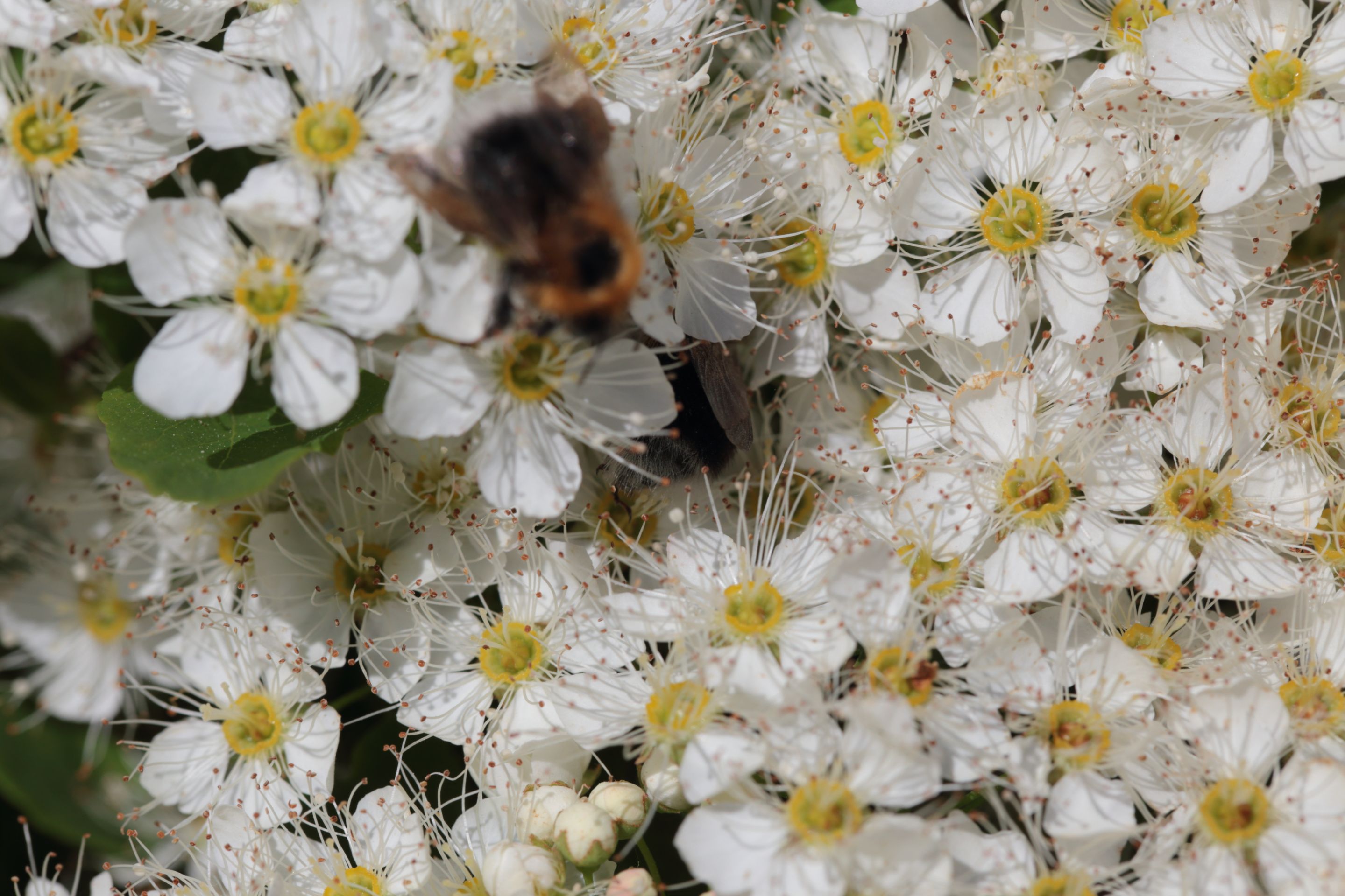 Two bumblebees, one close to the lens and another under flowers