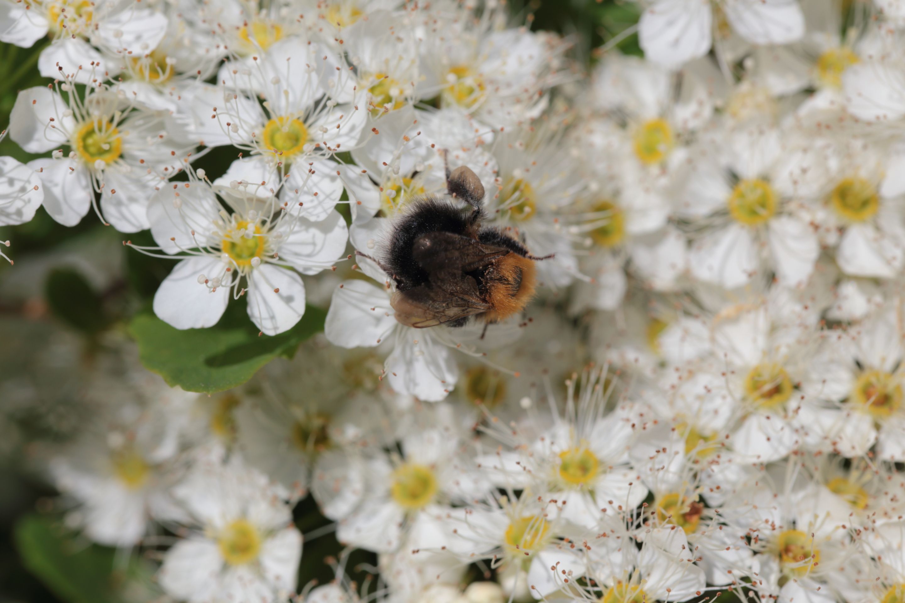 A bumblebee