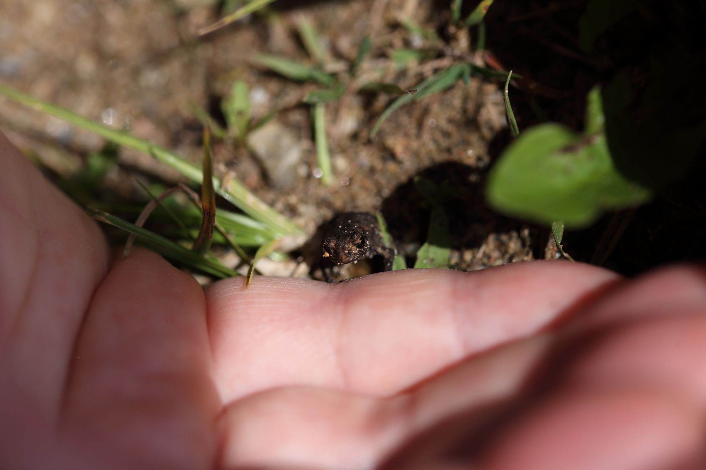 A tiny frog sitting in front of a hand
