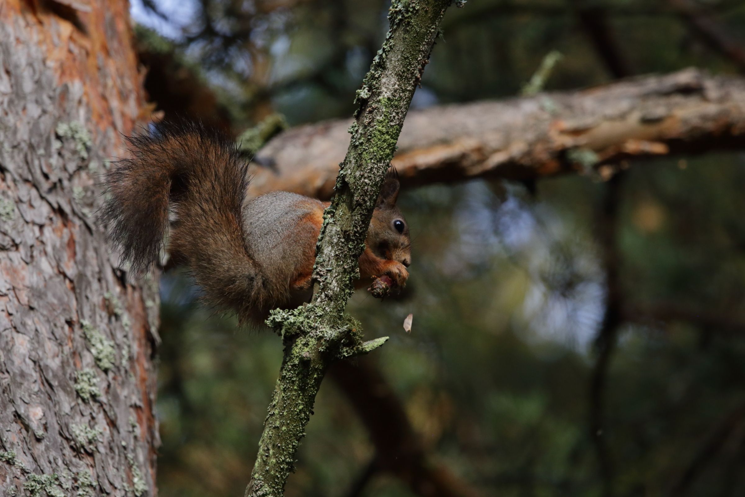 The squirrel is eating a pinecone
