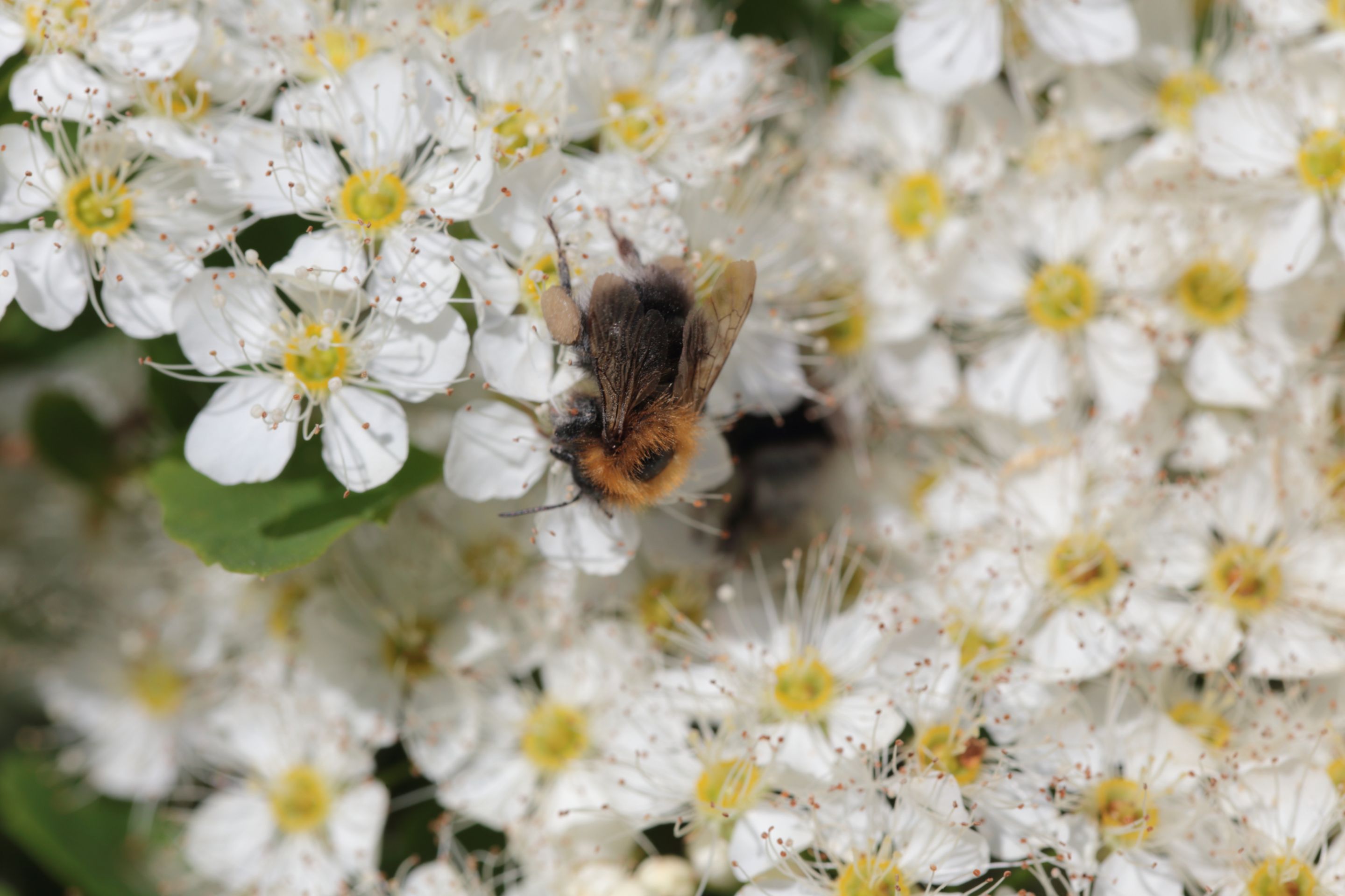 A bumblebee