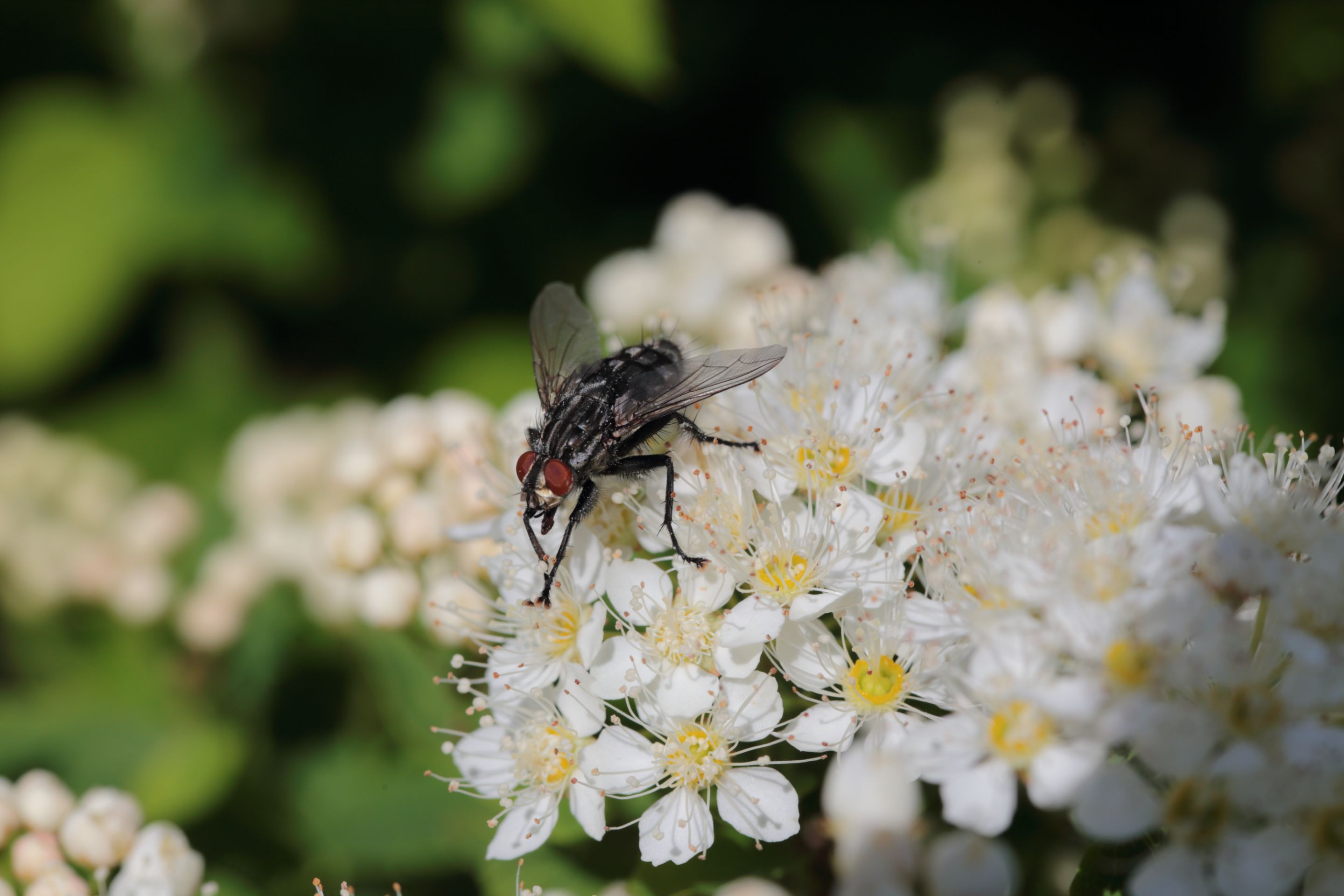 A fly