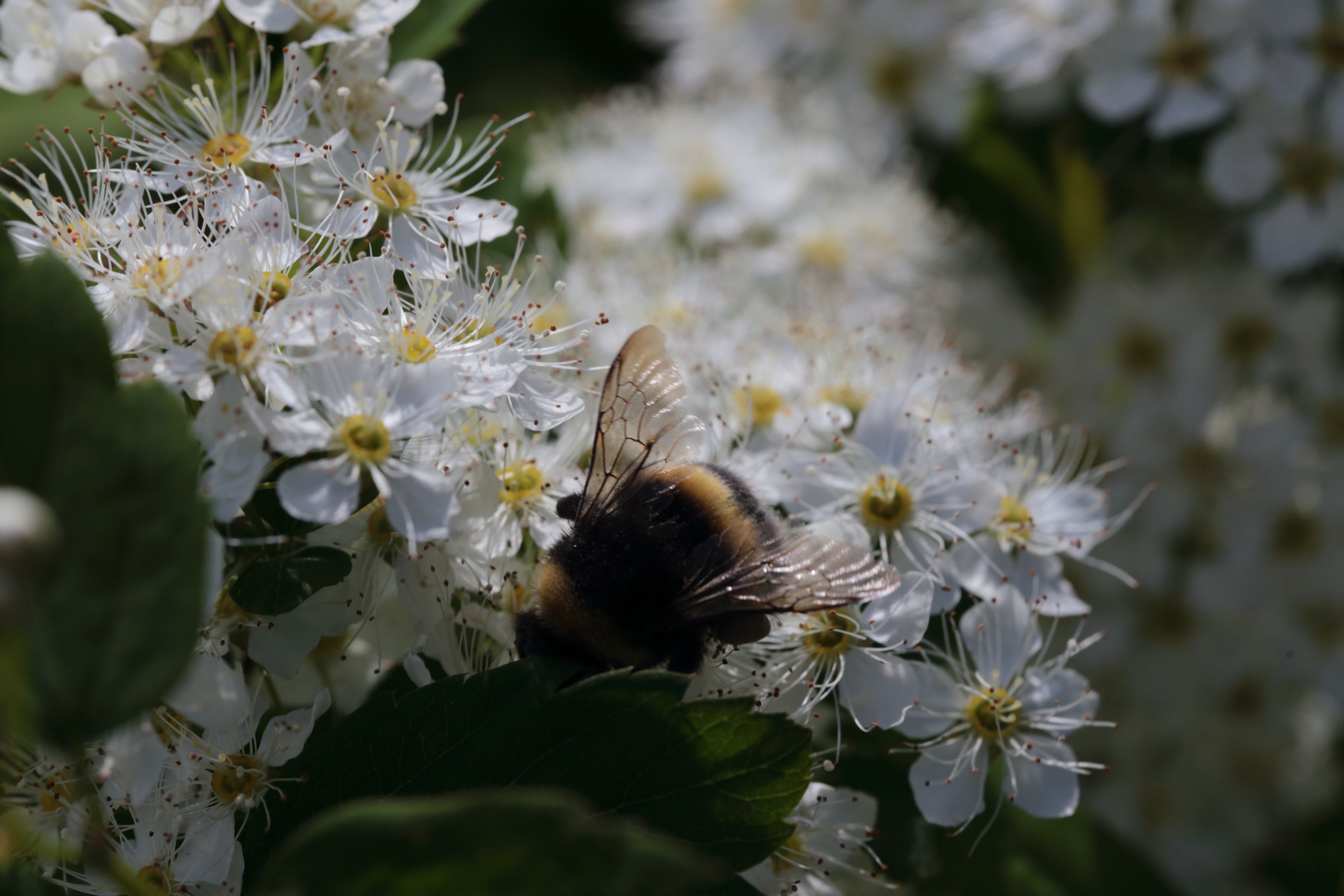 A bumblebee