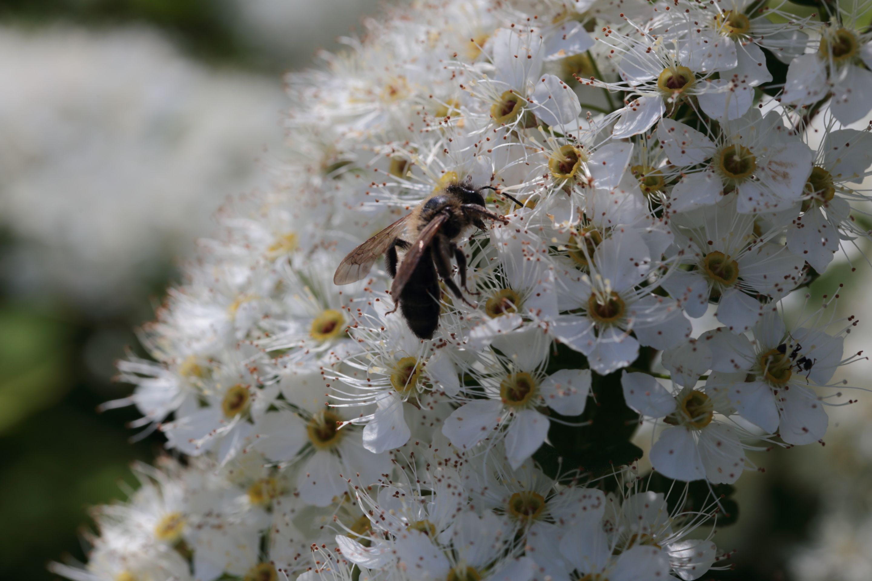 A bee