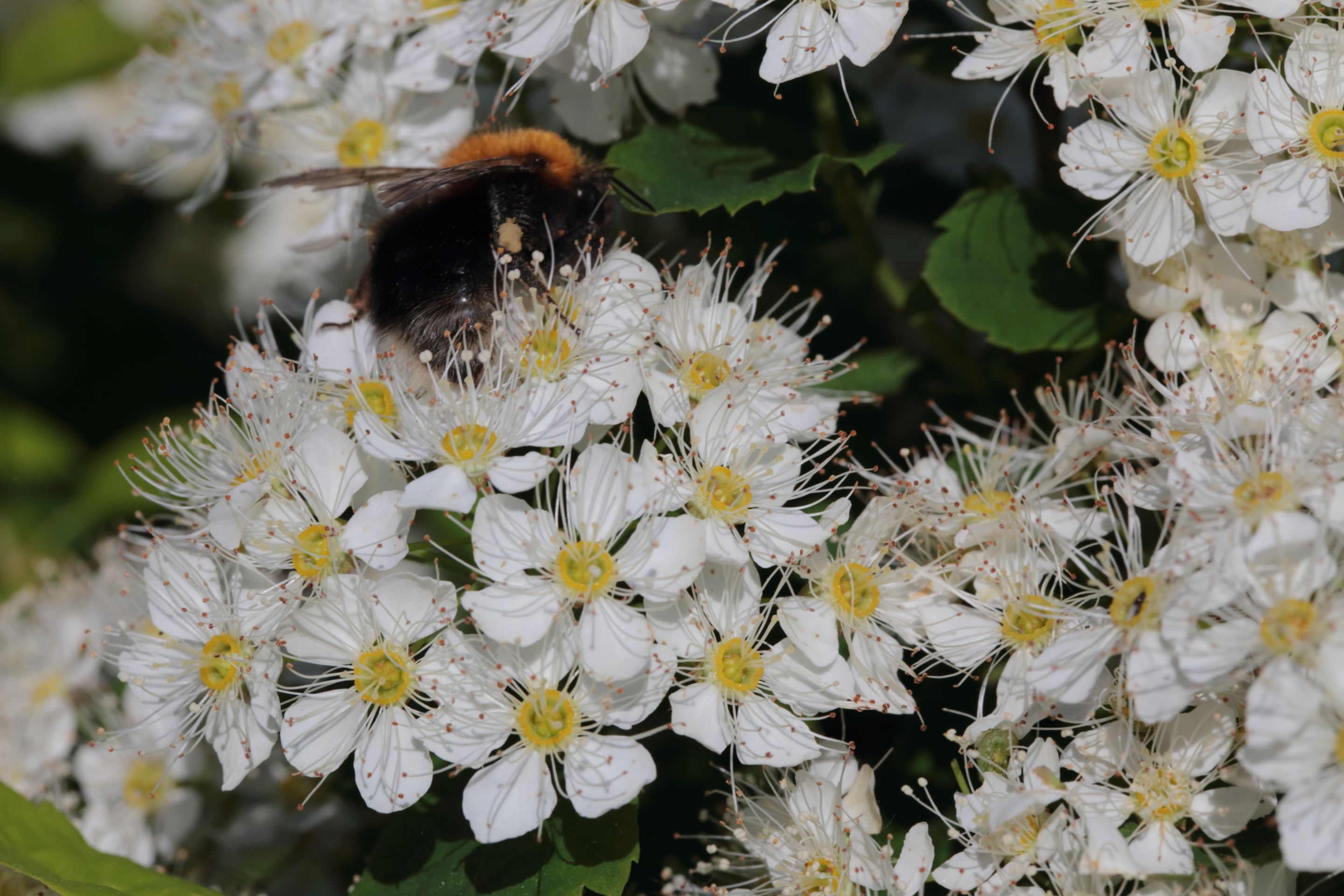 A bumblebee