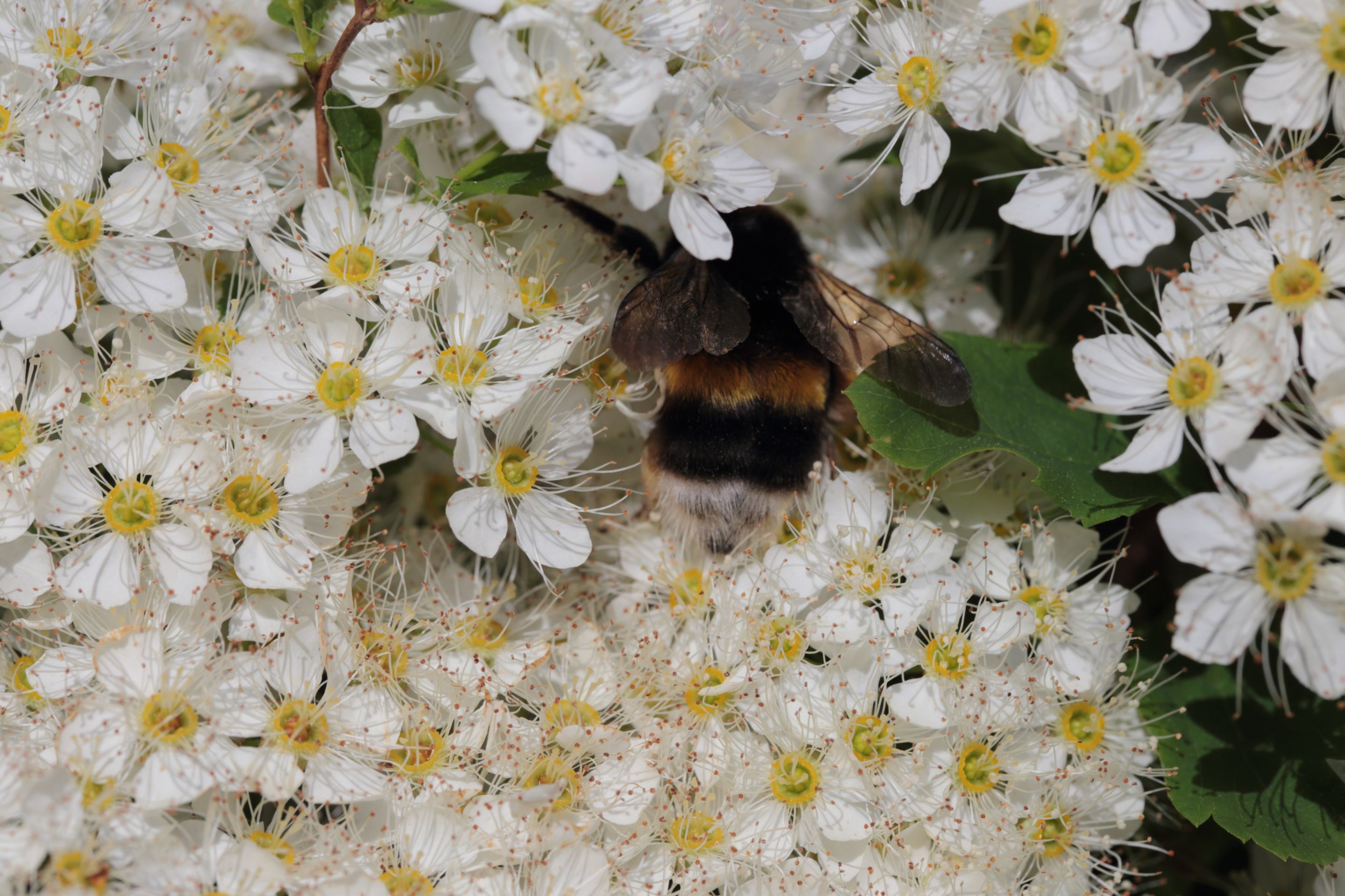 A bumblebee
