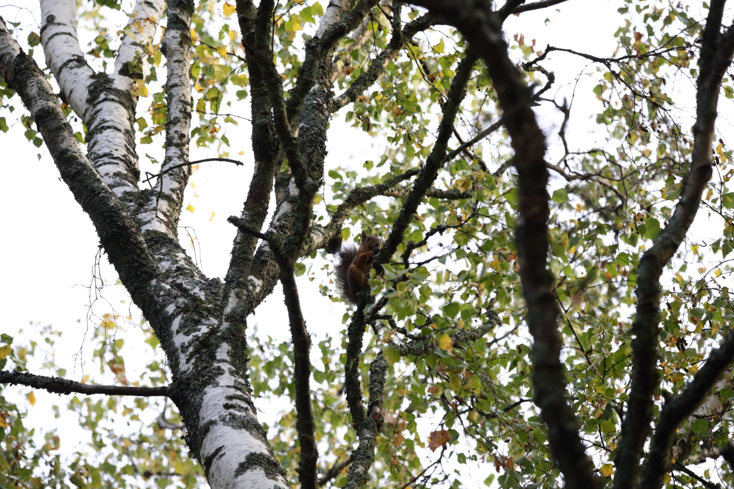A squirrel is sitting in a tree, eating a pinecone