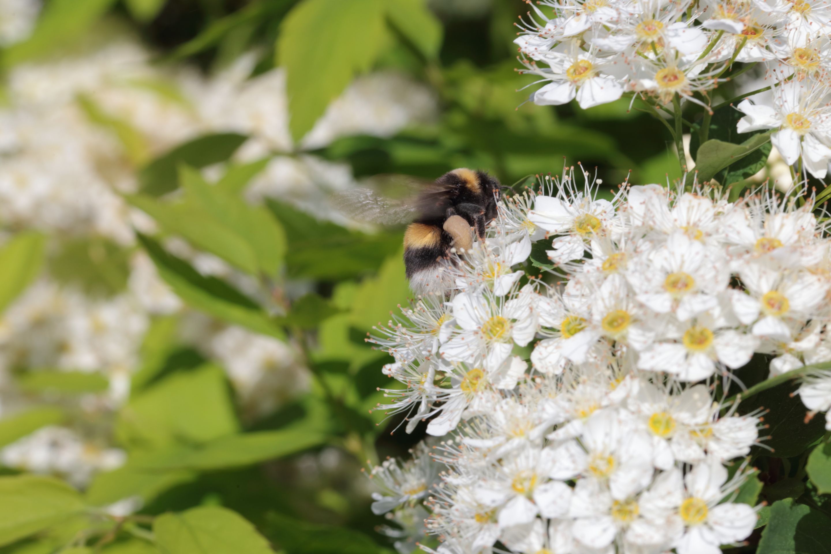 A bumblebee