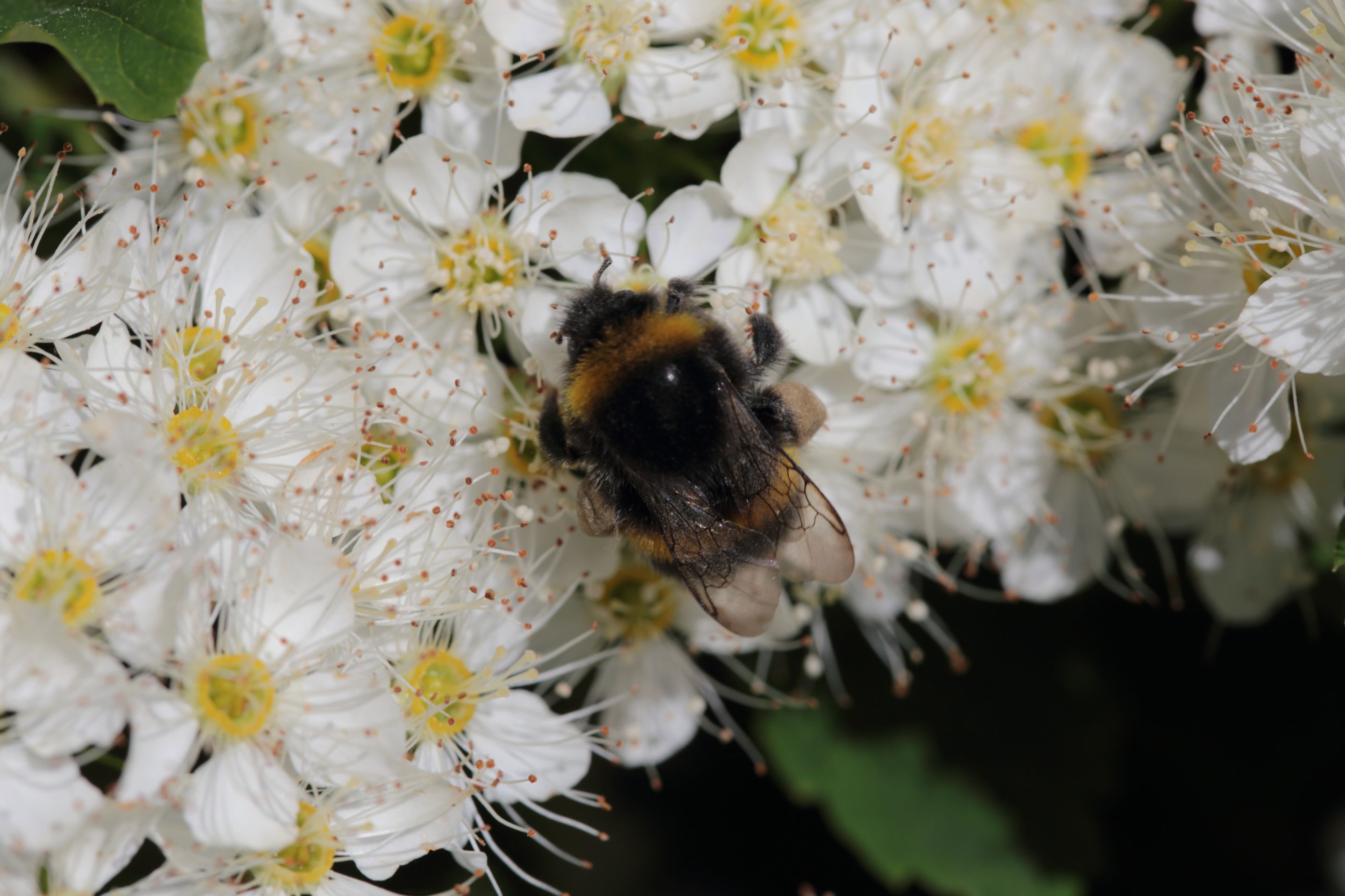 A bumblebee