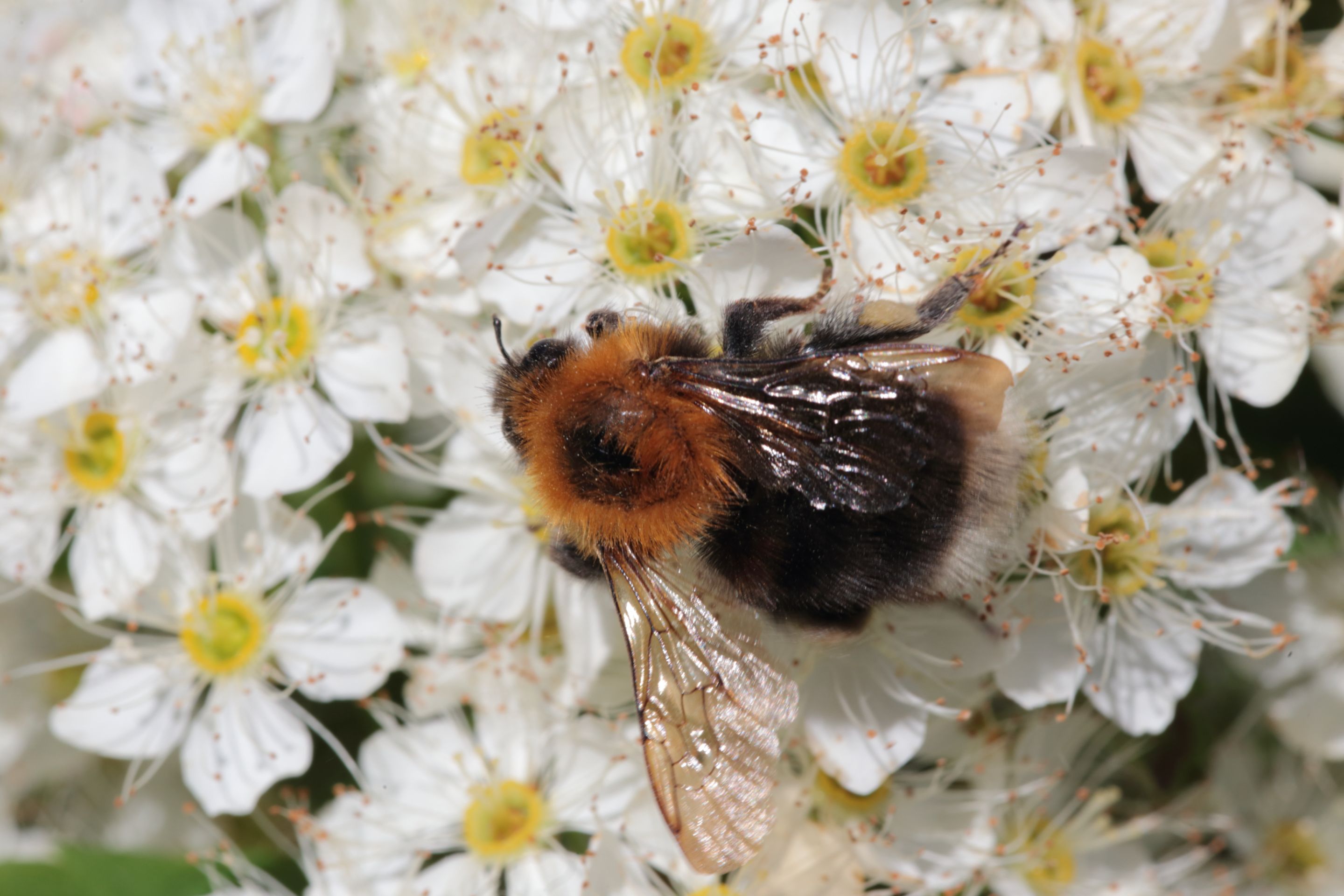 A bumblebee