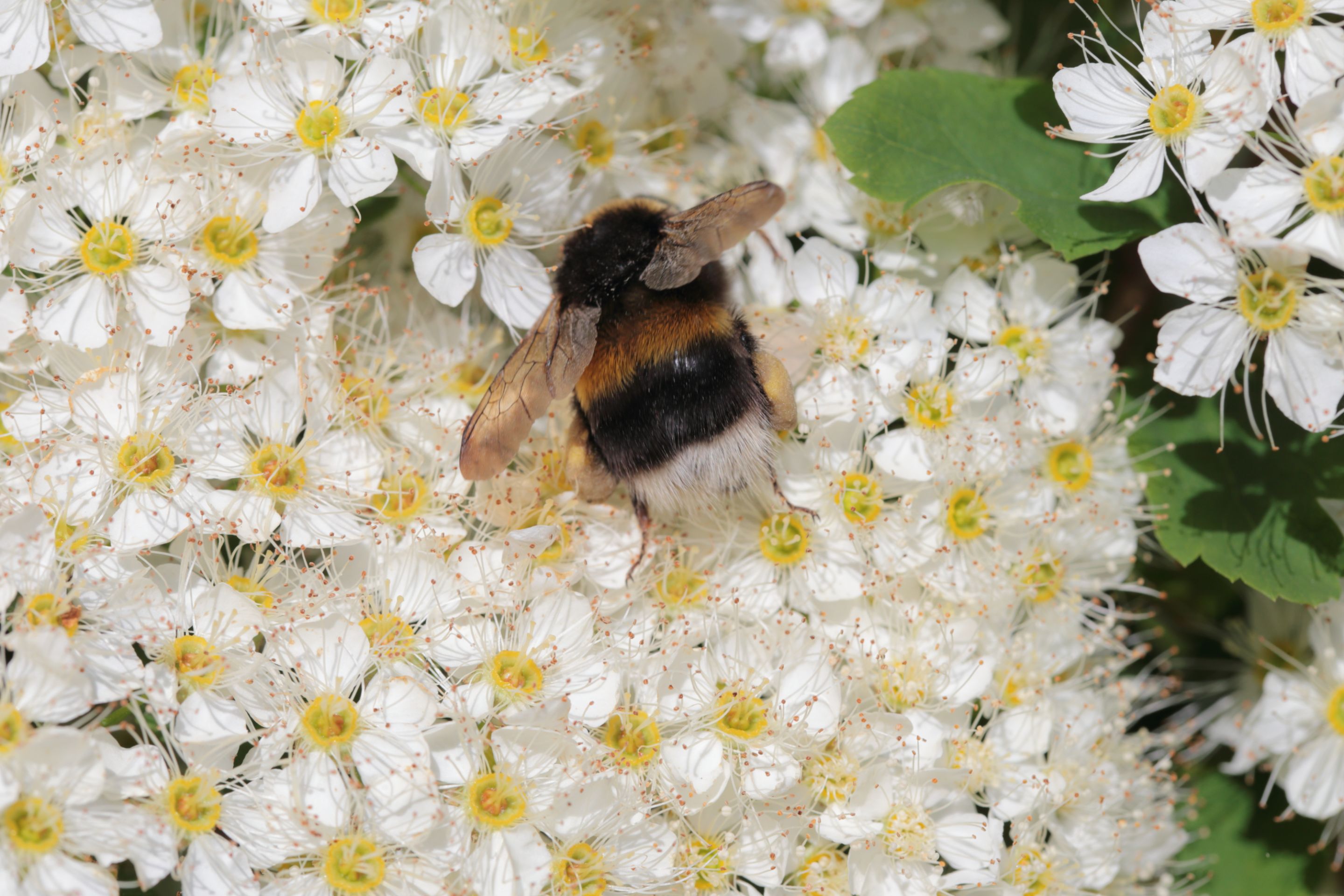 A bumblebee
