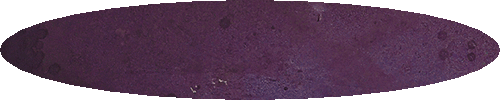 Procesamiento-de-cacao.gif