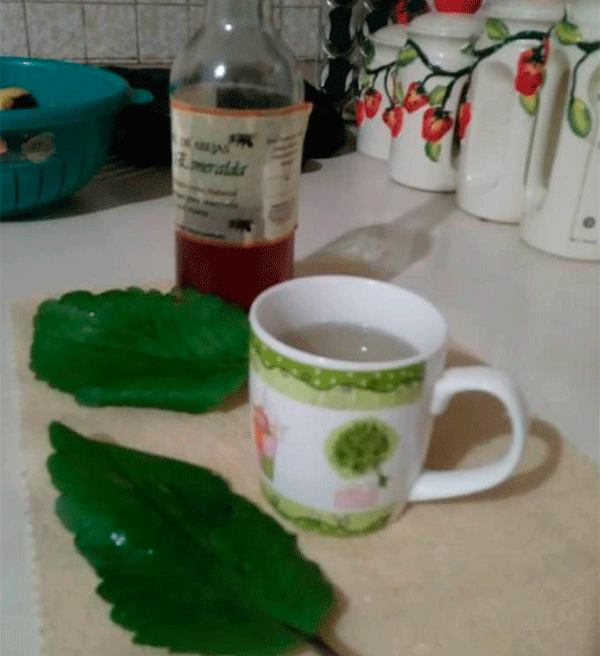 Kalanchoe2.png