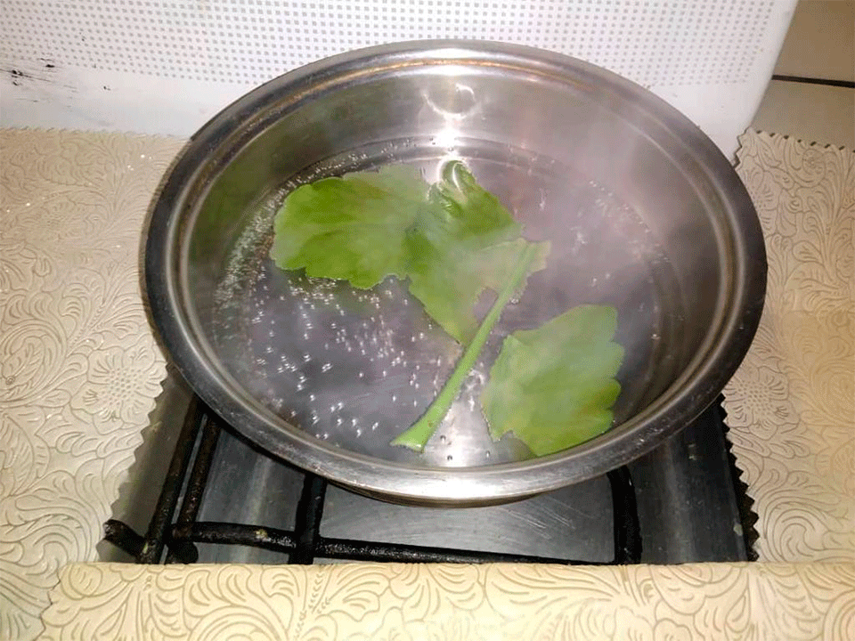 Kalanchoe3.png