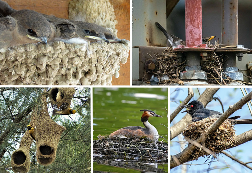 feathered114.jpg