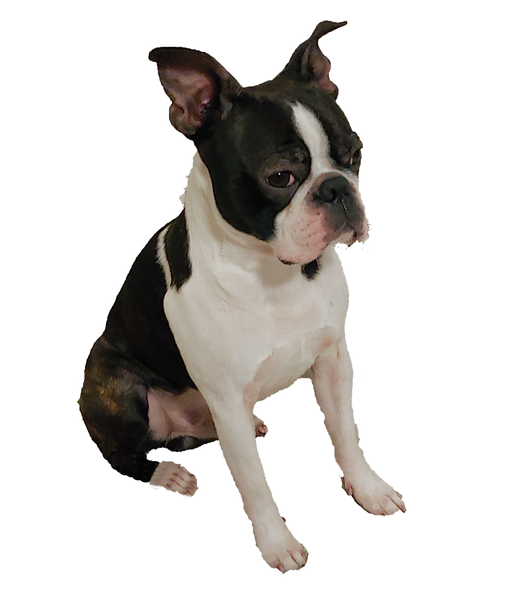 10_dog.png