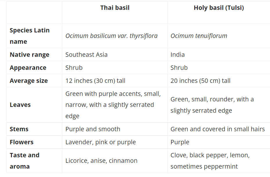 HolyBasil.png